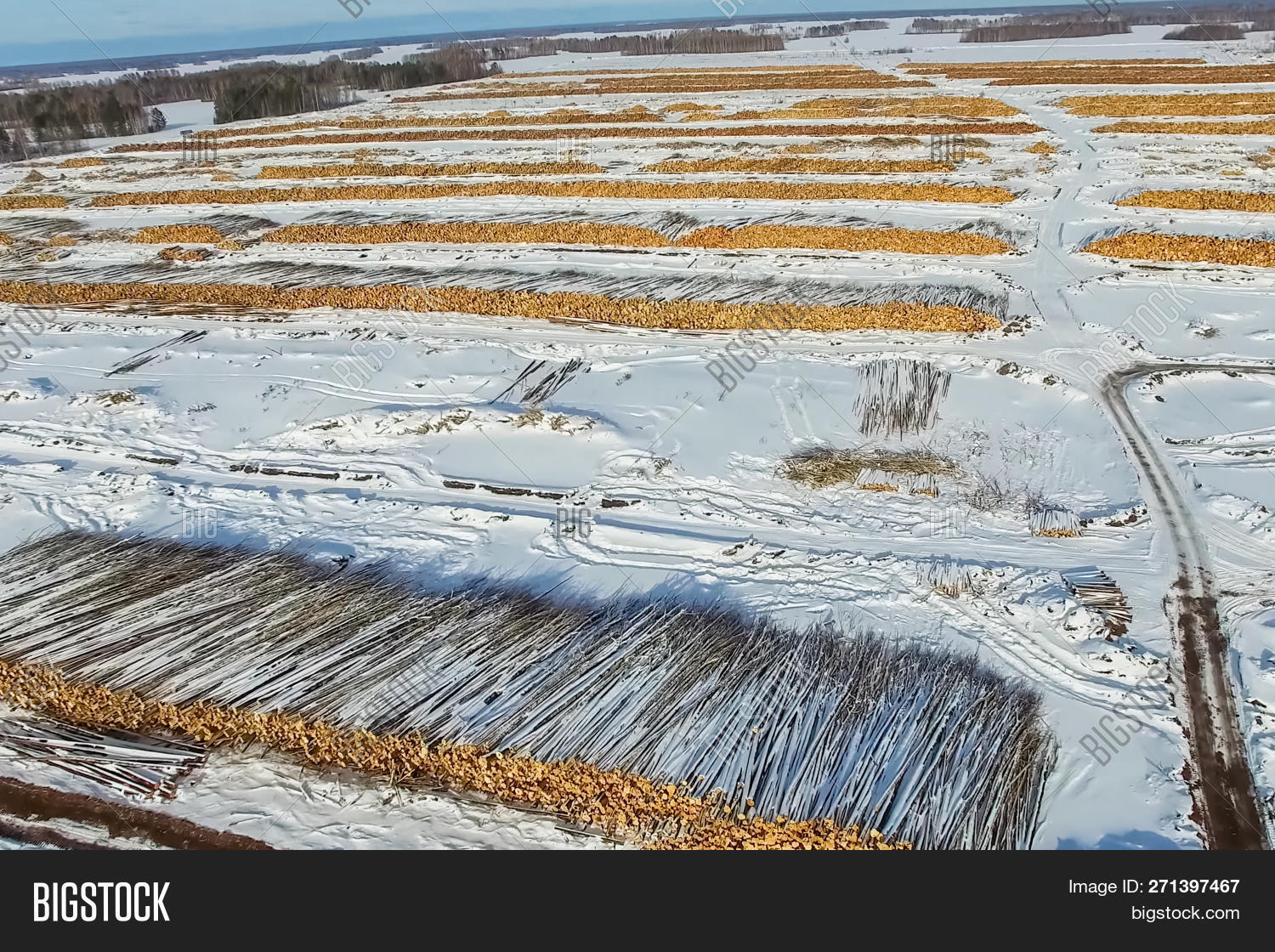 Siberia,beech,biomass,brown,building,business,china,constructional,corruption,cut,cutting,deforestation,destruction,dumping,ecology,environment,felled,felling,forest,forestry,freshly,industry,log,logging,lumber,lumberyard,material,natural,nature,pile,raw,resource,rural,russia,sale,snow,stack,storage,summer,timber,tree,trunk,winter,wooden,woodpile,woodworking,work