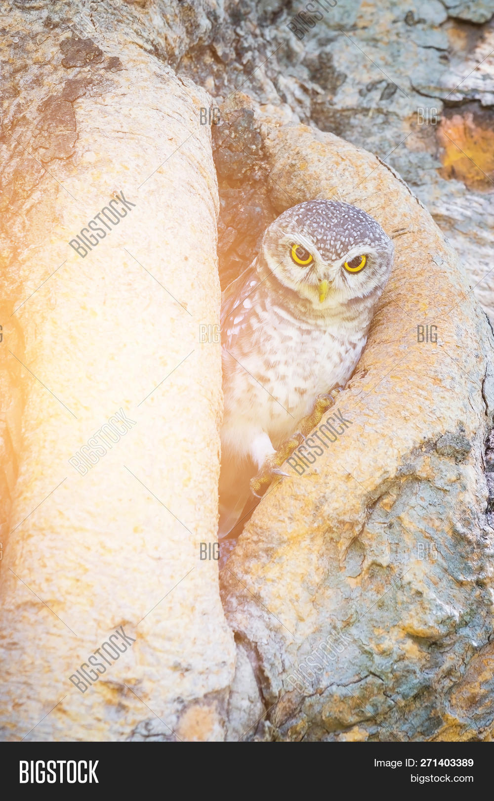 Little Baby Owl On Tree Hole Natural Wildlife 271403389