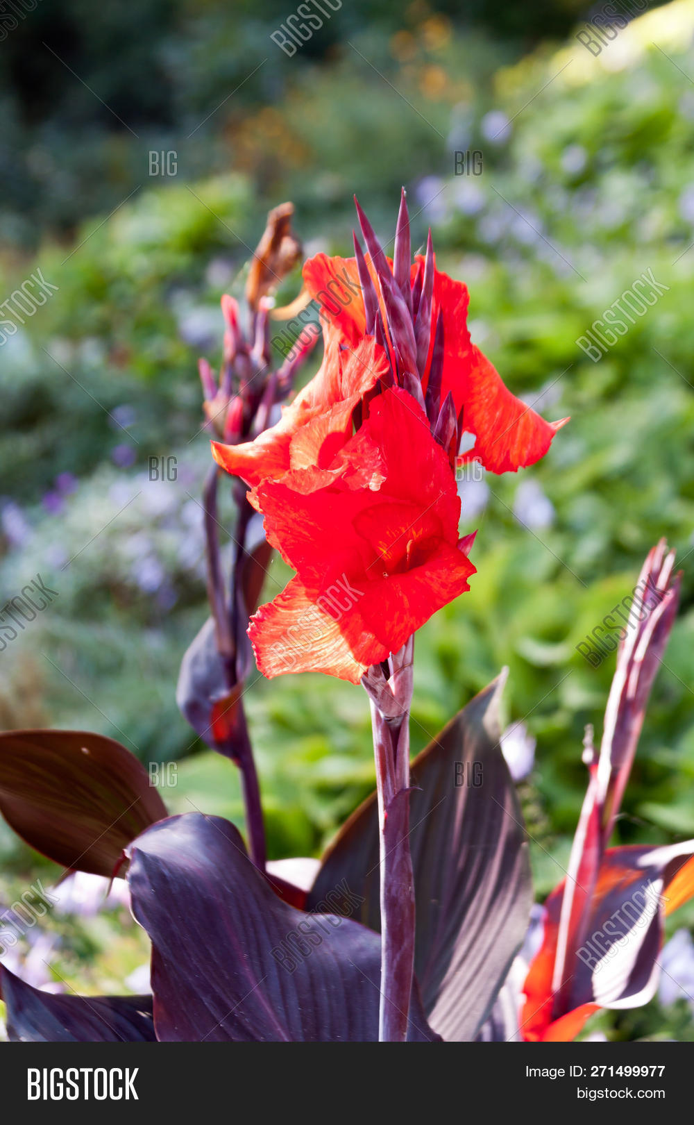 Canada,Falls,Flowers,Horseshoe,Niagara,Ontario,Plants,Skylon,Summer,Toronto,Tower,artist,blue,buildings,city,colorful,daytime,destination,entertainment,exciting,falls,green,idyllic,lifestyle,multicolored,people,red,scenes,sightseeing,street,tourism,travel,water