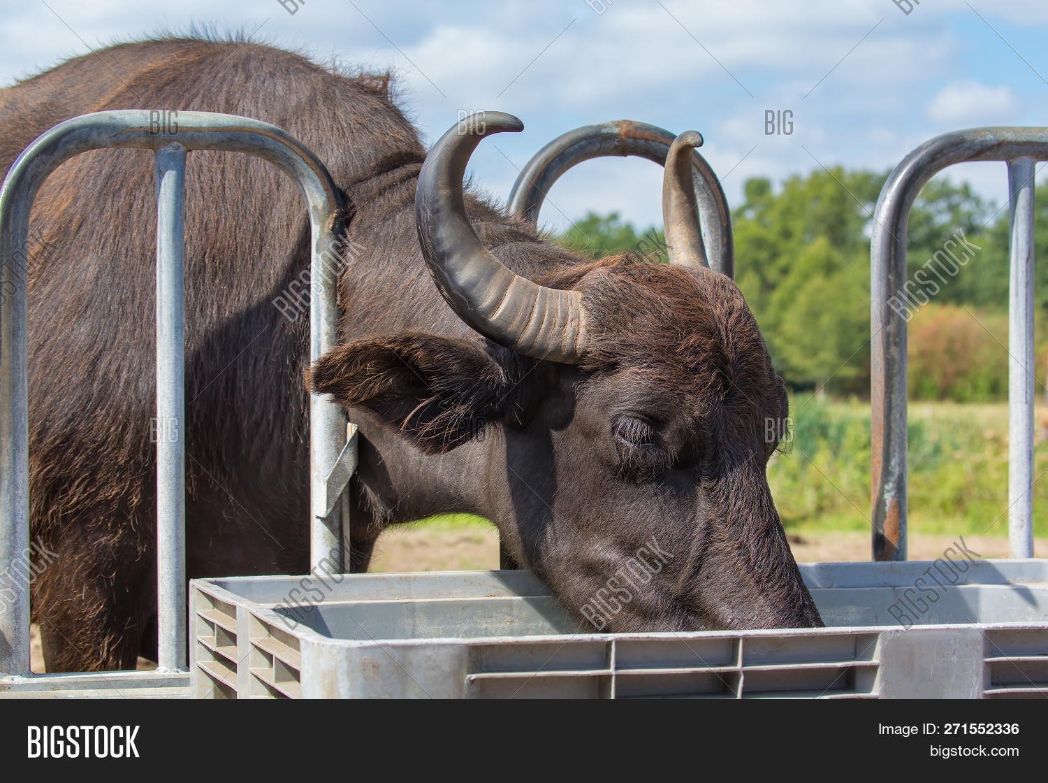 Bubalis,Bubalus,agricultural,agriculture,animal,black,bowl,bubalis,buffalo,buffaloes,caribou,cattle,container,cow,crooked,curved,drink,drinking,dutch,eat,eating,europe,european,farm,feed,feeding,fence,food,grazer,herd,hobby,holland,horns,large,livestock,mammal,meat,natural,nature,netherlands,one,outdoors,outside,season,summer,thirst,thirsty,water