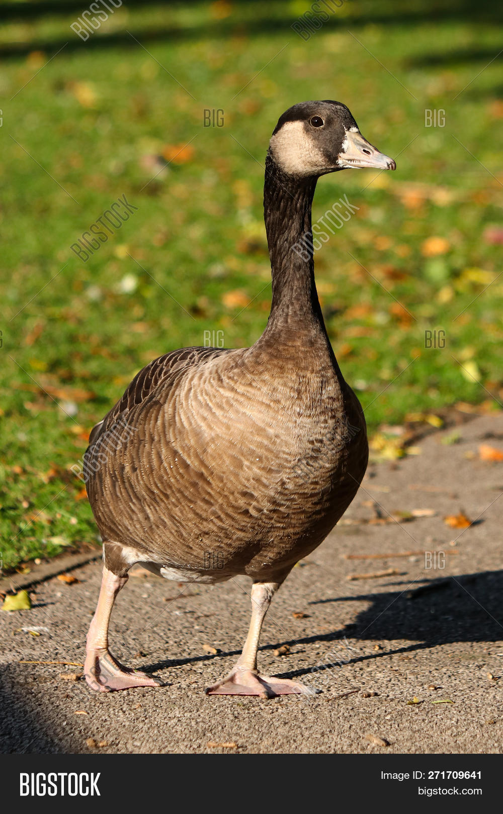 birds,canada,crossbreed,geese,goose,greylag,hybrid,nature,river,wildfowl,wildlife