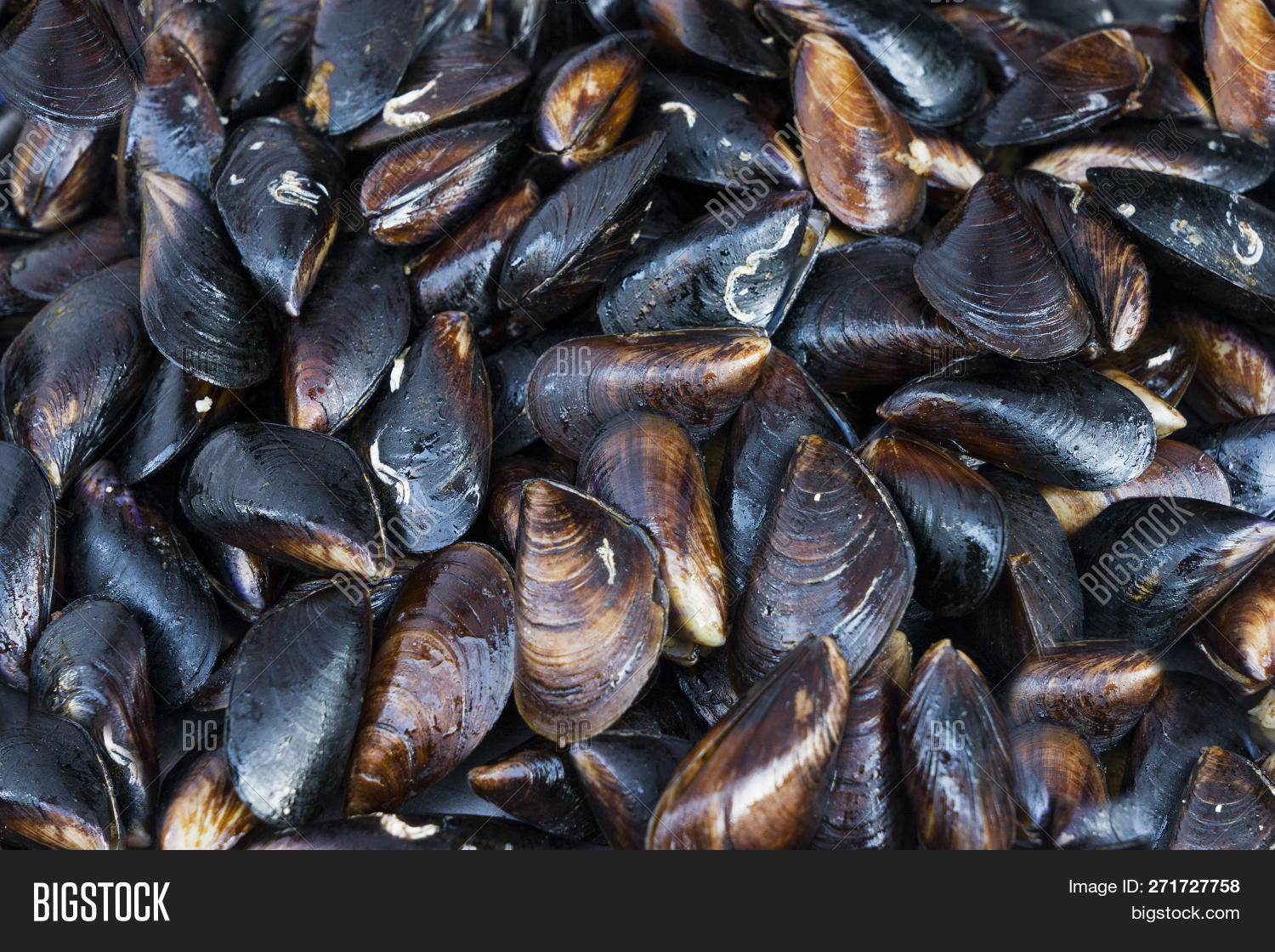 abundance,alive,animal,background,bivalve,black,caught,clams,cling,cobblestones,cold,cook,cozza,cozze,crustacean,cuisine,delicious,eat,farm,fish,food,french,fresh,freshwater,grow,hard,live,lowtide,mussel,mytilidae,mytilus,nature,pick,popular,prepare,raw,rock,sandy,sea,seafood,seaweed,sharp,shell,shine,stuck,survive,wash,water,wet,wild