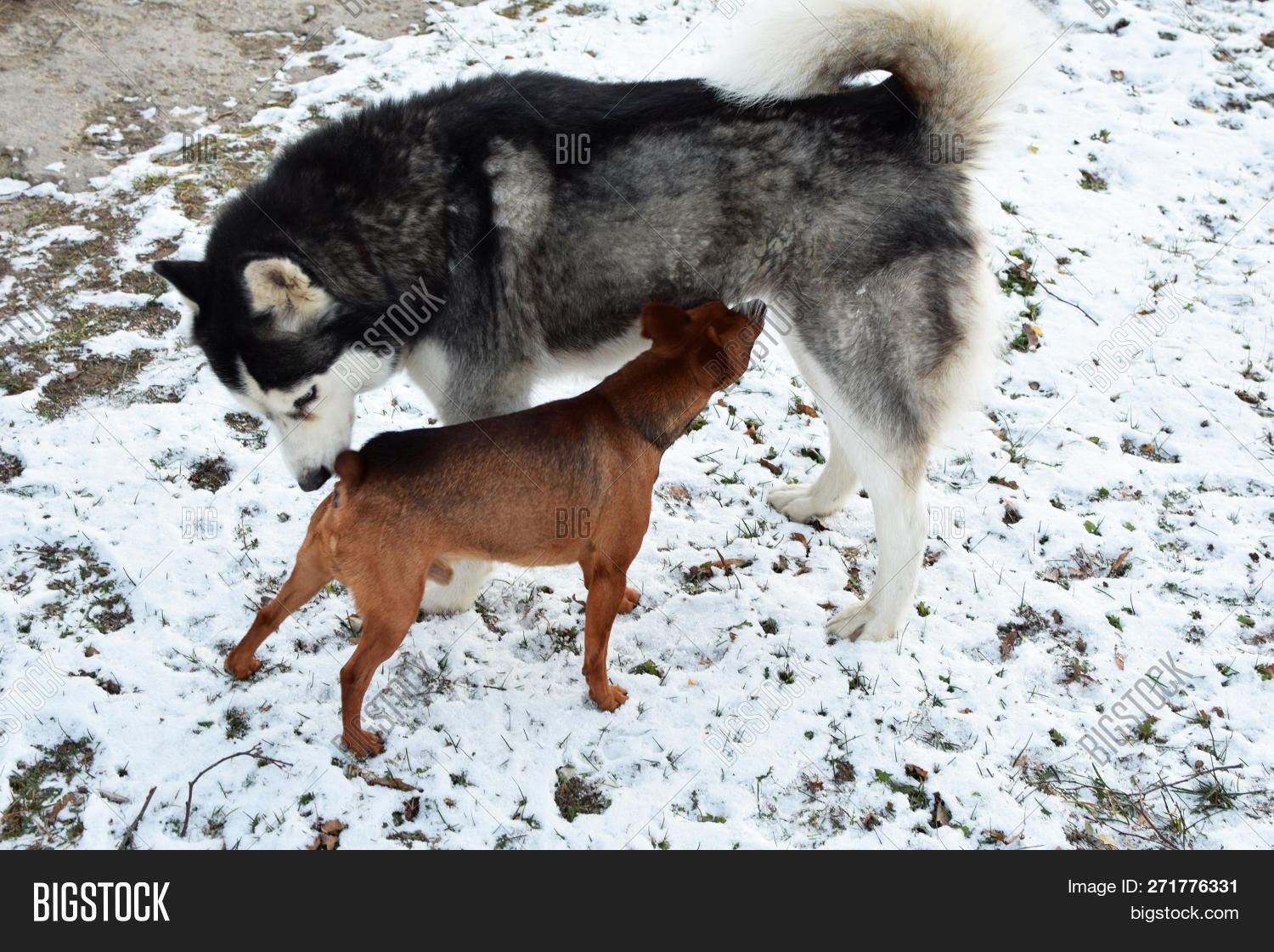 acquaintance,active,animal,big,breed,canine,chase,cheerful,clumsy,companion,dog,examine,fluffy,friend,fur,game,graceful,happy,husky,large,little,lurking,mammal,meet,meeting,miniature,nature,negotiation,nice,nuzzle,outdoor,partner,pet,pincher,play,relationship,siberian,small,smell,sniff,sniffing,snow,snuff,soft,suspicious,two,view,winter,yard,young