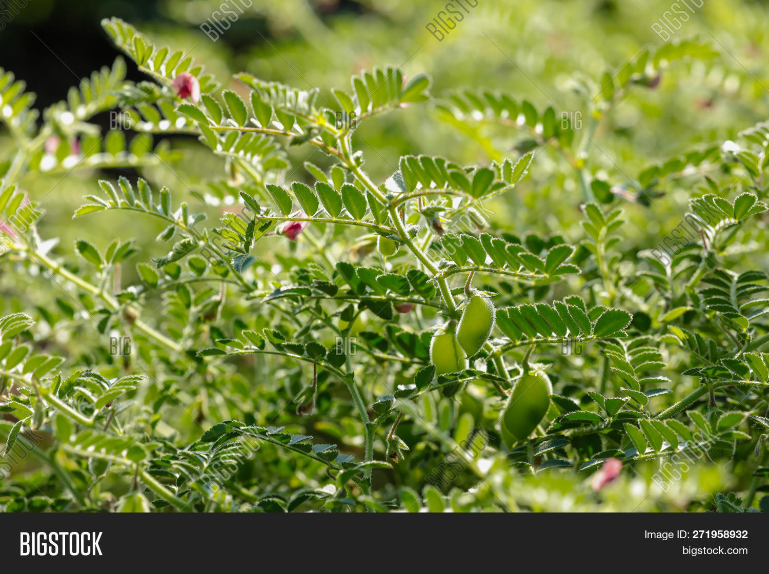 agricultural,agriculture,asia,background,bean,channa,chick,chickpea,closeup,crop,cultivate,delicious,diet,eat,farm,field,flower,food,fresh,garbanzo,grain,green,growing,harvest,health,healthy,india,indian,ingredient,leaves,macro,natural,nature,nutrition,organic,outdoor,pea,plant,pod,raw,rural,seed,soil,vegetable,vegetarian,vitamin,white,young