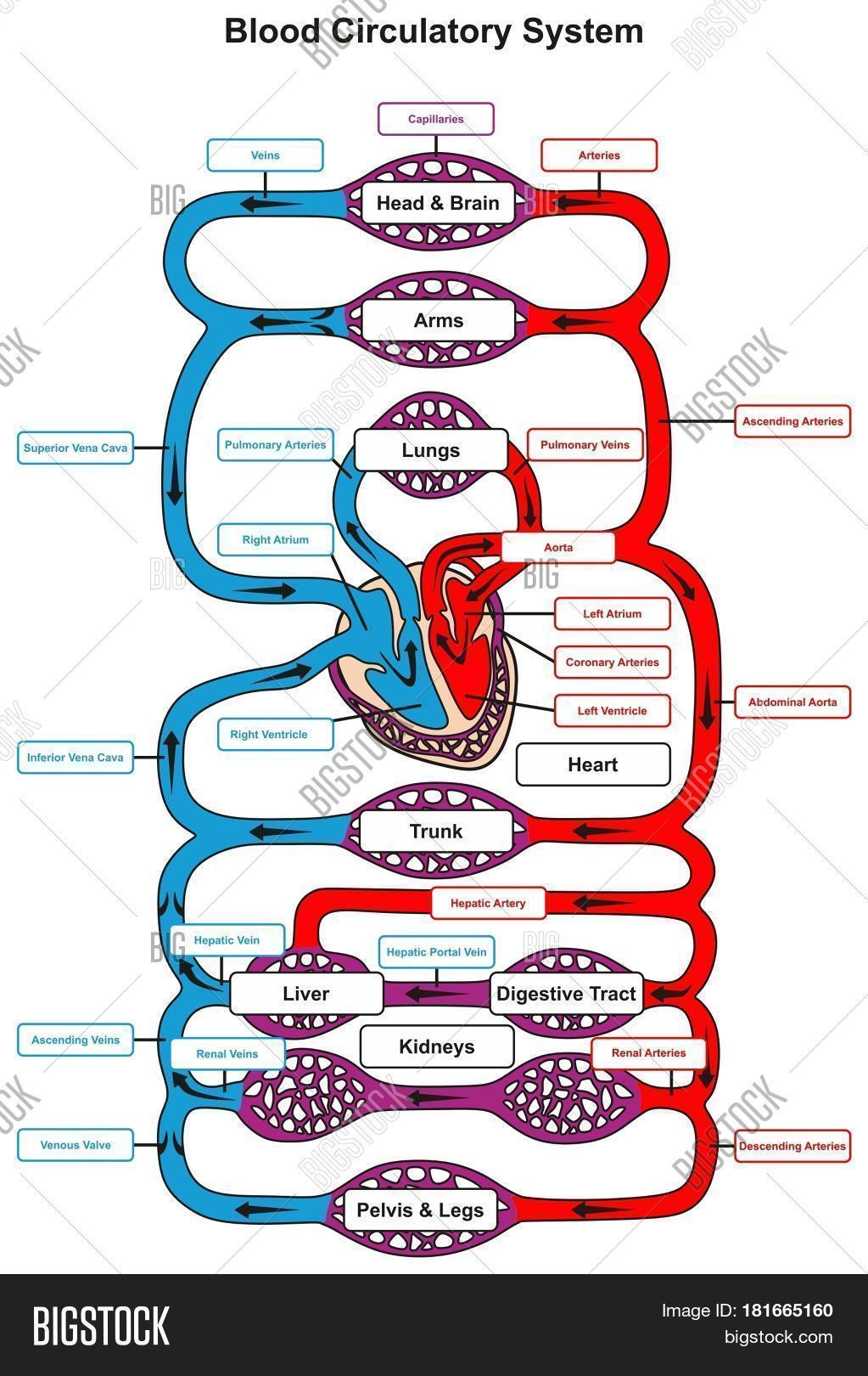 Get Wallpaper Blood circulation system flow chart For Android