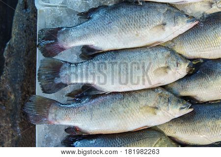Stack Of Fresh Snapper At Fish Market Jetty. For Seafood, Food, Kitchen ...