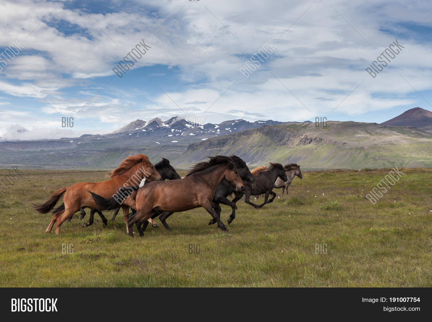 animal,beautiful,beauty,black,blowing,blue,brown,color,dynamic,europe,farm,fast,field,grass,green,group,hill,horse,iceland,icelandic,landscape,mammal,mane,meadow,mountains,moving,natural,nature,outdoor,pasture,run,rural,scene,scenic,sky,stallion,summer,sun,tourism,travel,village,wild,wilderness,wind