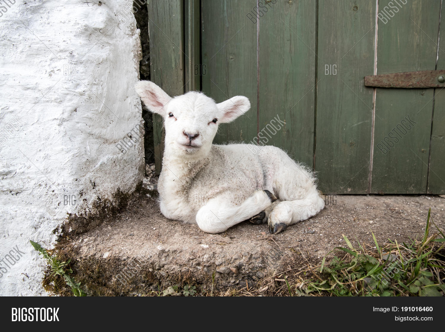 Cute Adorable Baby Lamb Sat On A Farmers Doorstep