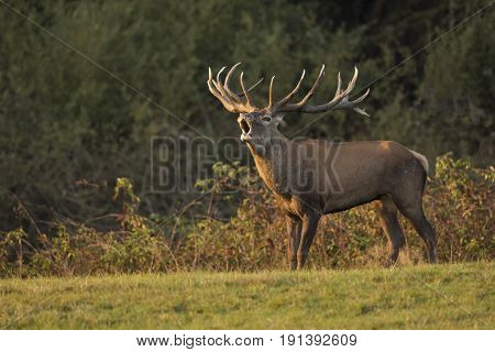 Big and beautiful red deer during the deer rut in the nature habitat in ...