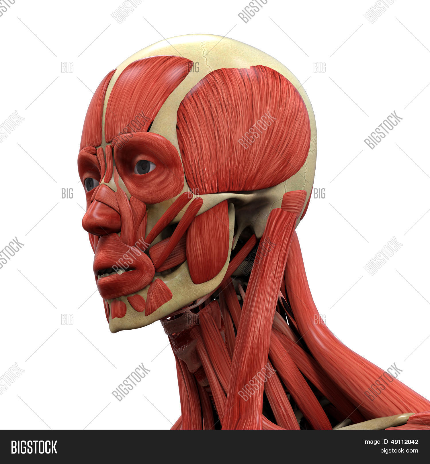3d,anatomic,anatomical,anatomy,biology,body,bone,buccinator,corrugator,face,female,flesh,frontalis,head,health,human,illustration,isolated,levator,male,man,masseter,medical,medicine,mentalis,model,muscle,muscular,nasalis,nose,nude,occipitofrontalis,orbicularis,organ,person,platysma,procerus,real,render,science,skeleton,skin,skull,temporalis,tendon,tissue,white,woman,zygomaticus