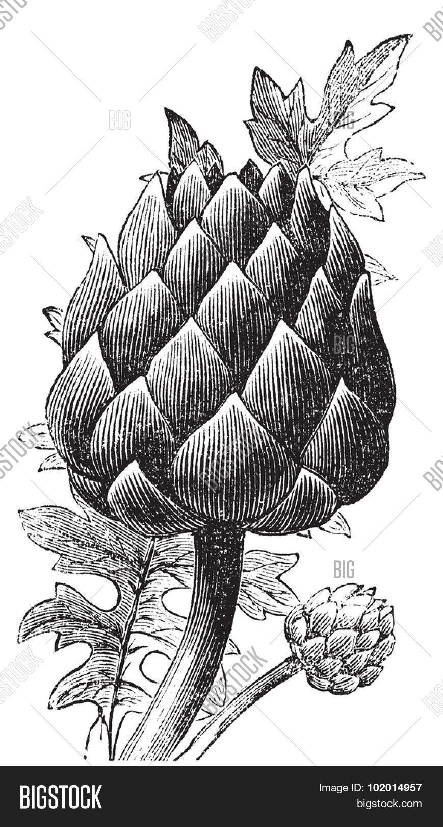 ancient,antique,art,artichoke,artwork,asteraceae,background,black,bud,cardunculus,close-up,closeup,cooking,cynara,diet,drawing,eat,edible,engraved,engraving,etching,flower,food,fresh,freshness,gastronomy,globe,healthful,illustration,ingredient,isolated,leaves,natural,old,organic,perennial,picture,plant,print,raw,section,segment,thistle,vector,vegetable,vegetarian,vintage,white