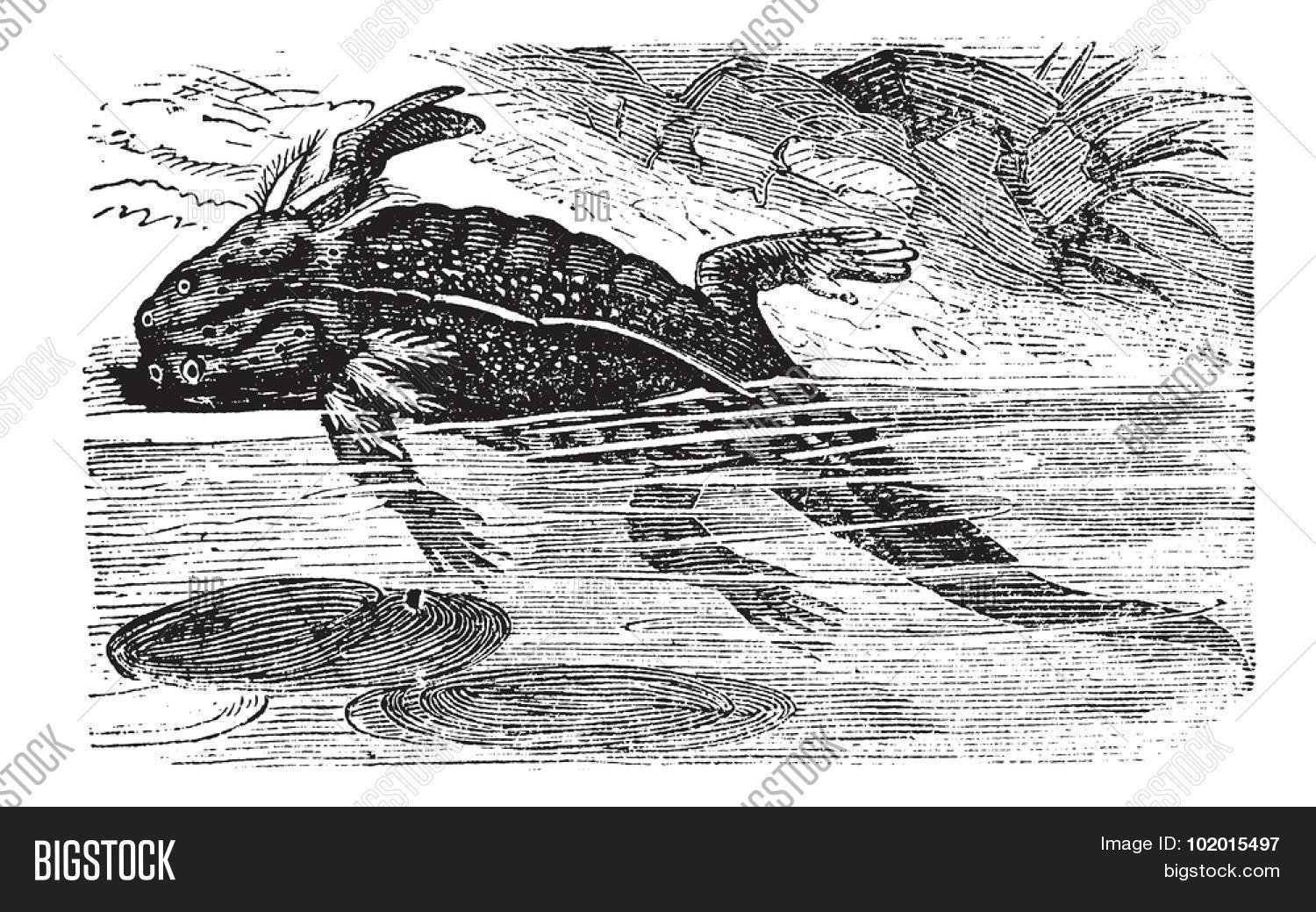 ambystoma,amphibian,amphibious,ancient,animal,antique,aquarium,aquatic,art,artwork,axolotl,black,blooded,carnivore,carnivorous,cold,conservation,creature,drawing,endangered,engraved,engraving,etching,fauna,gill,illustration,lizard,mexicanum,model,mole,nature,neotenic,old,organism,pet,picture,print,salamander,species,terrestrial,vector,vertebrate,vintage,white,wild,wildlife,zoology