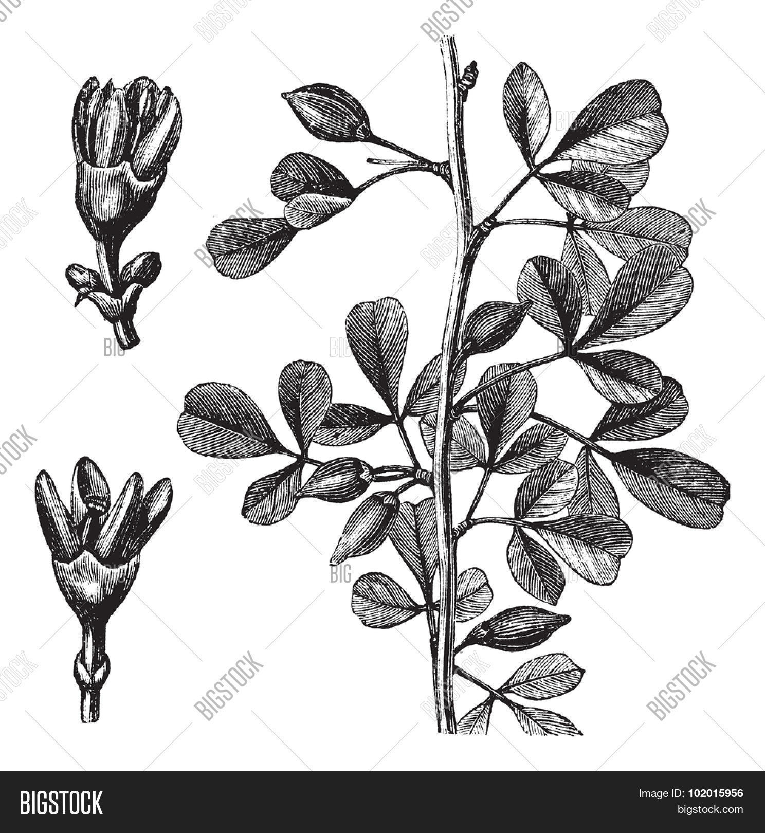 ancient,antique,aroma,aromatic,art,artwork,balm,balsamea,balsamodendron,bitter,black,botanical,botany,commiphora,drawing,dried,ehrenbergianum,engraved,engraving,etching,flower,fragrance,fragrant,gilead,gum,herb,herbal,illustration,incense,medicinal,medicine,myrrh,myrrha,old,oleo,perfume,picture,plant,print,resin,sap,shrub,spiny,thorn,thorny,tree,vector,vintage,white