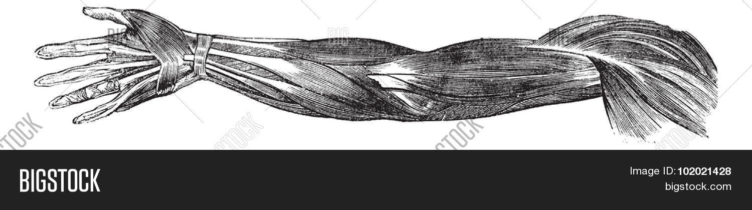 anatomy,ancient,antique,arm,art,artwork,bicep,black,body,collagen,contraction,drawing,elbow,engraved,engraving,etching,fiber,fibrils,finger,forearm,hand,human,illustration,movement,muscle,myoblast,myofiber,nervous,old,palm,part,picture,skeletal,somatic,striated,system,tendon,tissue,vector,vintage,voluntary,white,wrist