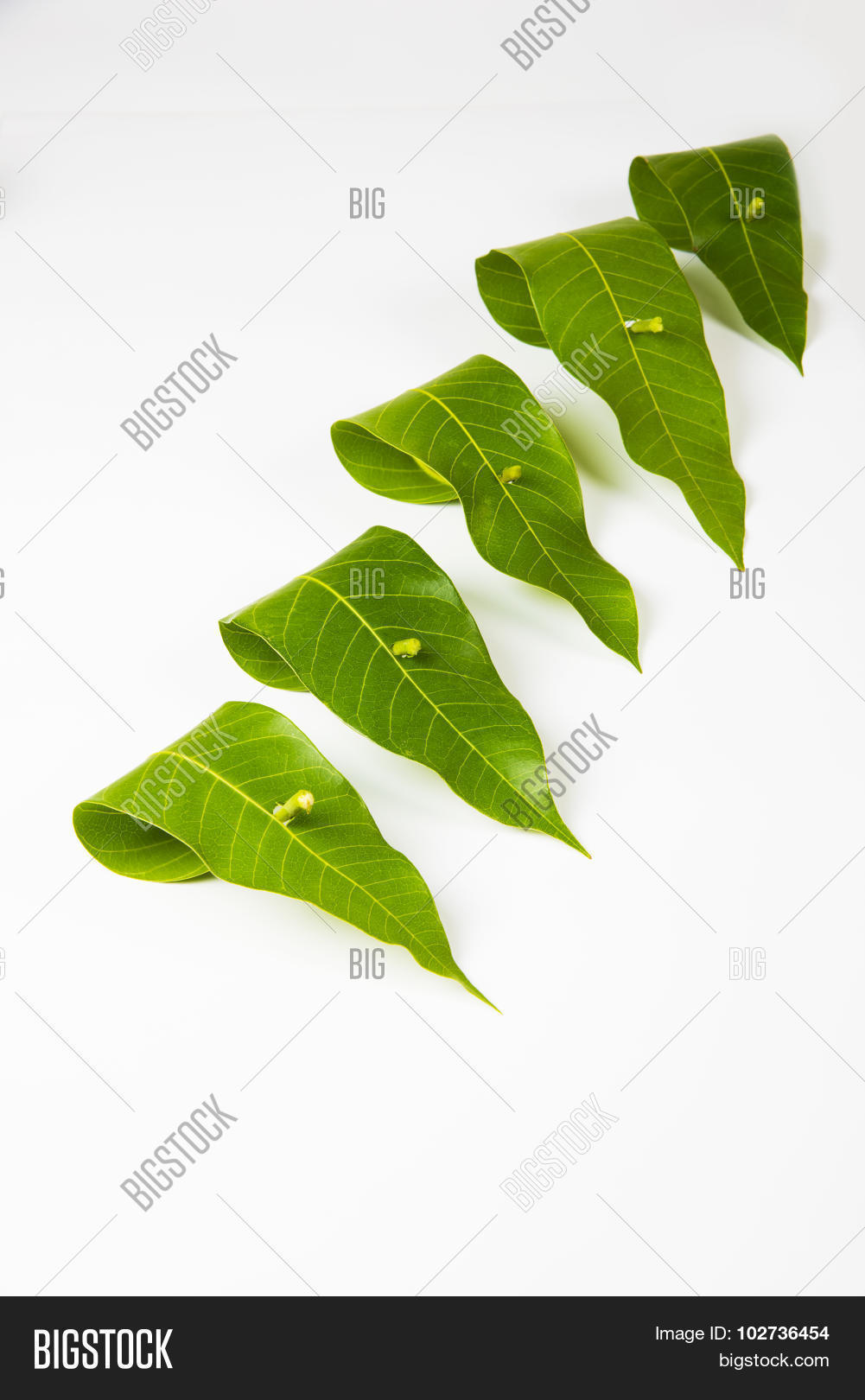 arrangement,asian,auspecious,background,celebration,ceremony,concept,culture,decorated,decoration,decorative,deepavali,design,diwali,empty,entrance,festival,festive,festoon,flower,frame,garland,graphic,green,hanging,hindu,holiday,illustration,india,indian,invitation,leaf,light,luck,mango,marigold,marriage,motif,pataka,religious,season,space,symbol,toran,traditional,wedding,welcome