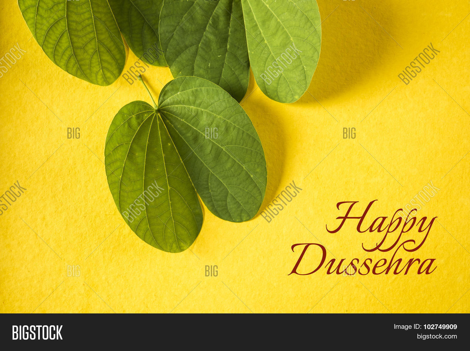 apta,auspecious,banraji,beedi,bhagwan,bidi,card,celebration,cigarette,dahan,dashmi,death,dusahera,dussehra,dussera,exchanging,festival,gold,golden,greeting,gul-e-anehnal,happiness,hindu,indian,leaf,mayila,medicine,money,mythalogy,piliostigma,prosperity,racemosum,ram,ravan,religion,symbol,tree,victory,vijaya