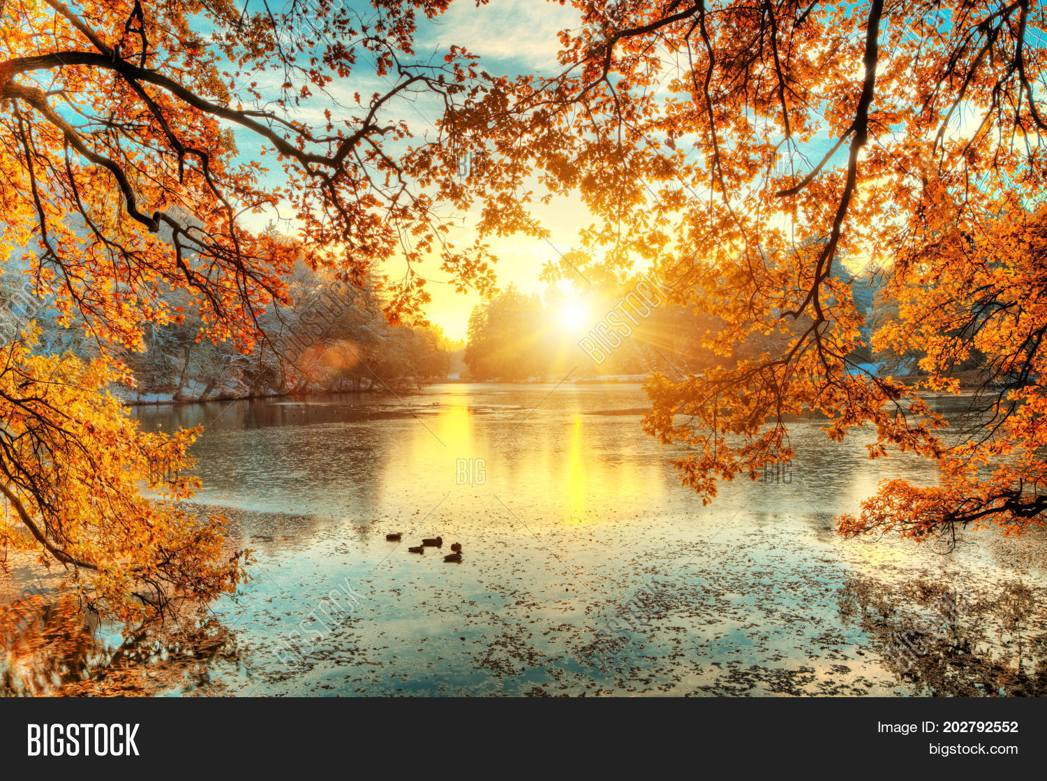 autumn,beam,beautiful,beech,bright,color,czech,dream,duck,environment,europe,european,fall,floor,fog,foggy,foliage,forest,fresh,golden,green,harmony,horizontal,lake,landscape,leaf,light,mist,mystery,natural,nature,oak,old,orange,outdoor,park,plant,pond,ray,red,season,shine,sun,sunlight,sunny,tree,trunk,water,yellow