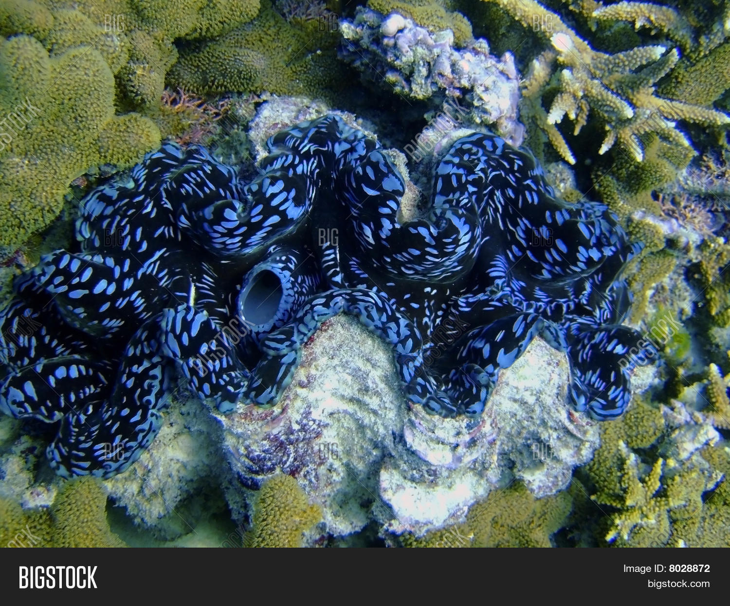 algae,australia,black,blue,bommie,clams,coral,deep,dive,diving,elliot,fauna,giant,island,lady,large,mantle,marine,mollusca,multicolored,multicoloured,nature,ocean,queensland,reef,sea,shell,snorkelling,symbiosis,tridacna,tropic,tropical,underwater,water,wildlife
