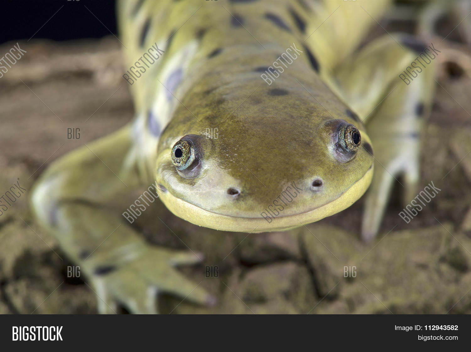 ambystoma,america,american,amphibian,animal,face,fauna,frontal,mavortium,newt,predator,salamander,tiger,usa,western,wildlife