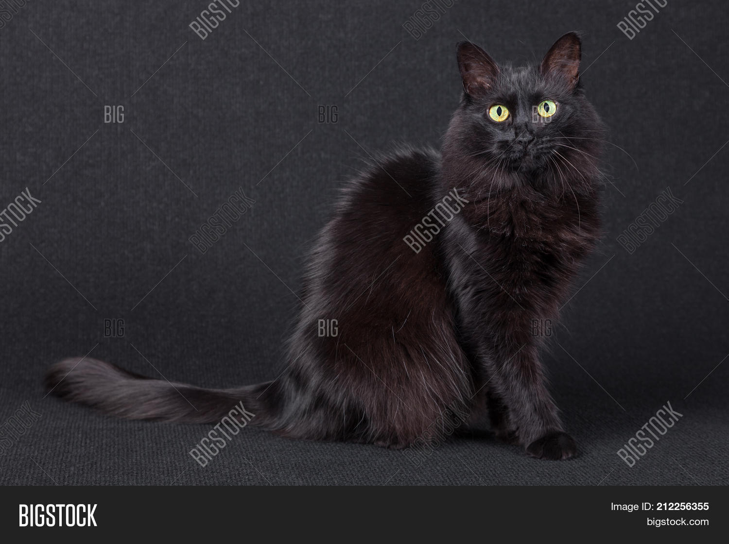 13th,adult,angora,animal,background,bad luck,black,black background,black cat,camera,cat,coat,curiosity,curious,cute,dark,domestic,evil,eyes,facing,feline,felis catus,focused,friday,fur,green,hair,halloween,long,looking,low key,low-key,luck,pet,portrait,side,sideways,sitting,spooky,turkish,yellow
