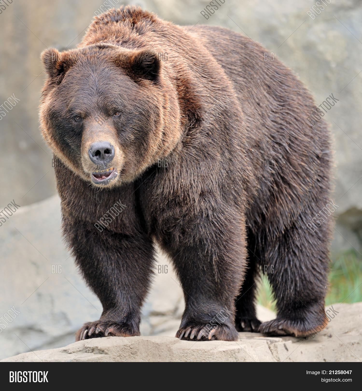 alaska,animal,bear,brown,closeup,daytime,grizzly,mammal,nature,one,paws,square,standing,wildlife