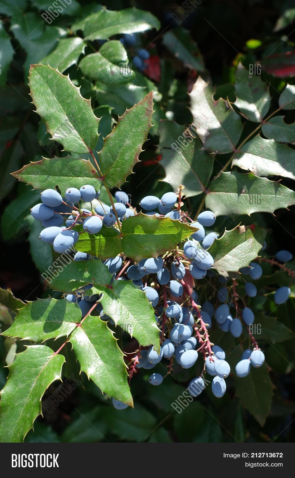 Blue Berries Among Green Leaves Of Oregon Holly Grape Image Stock Photo 212713672