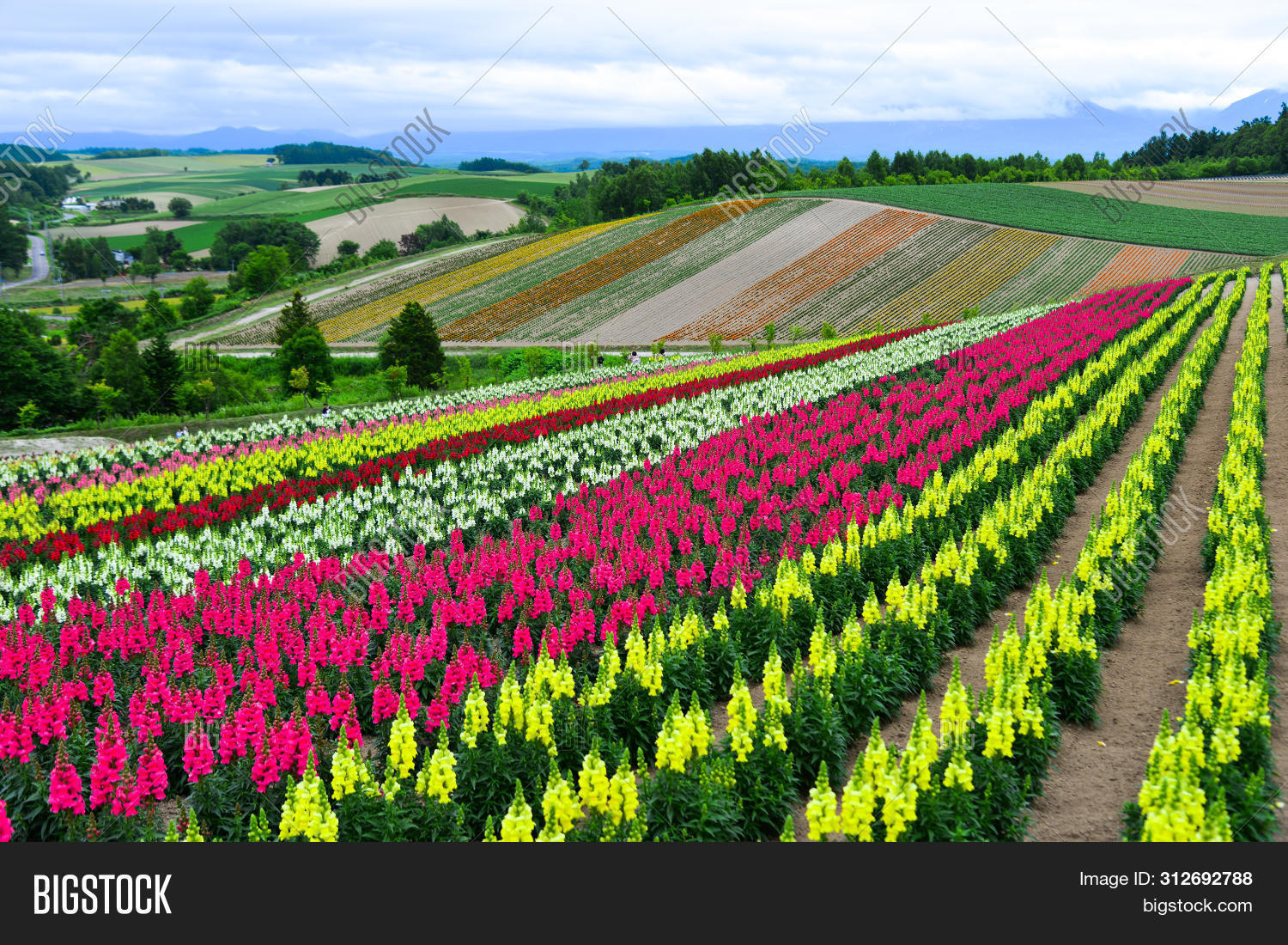 beautiful,biei,bloom,blossom,blue,charming,color,colorful,countryside,environment,famous,field,flower,fragrant,fresh,garden,hill,hokkaido,japan,land,landmark,landscape,line,mountain,multicolored,natural,nature,panorama,rainbow,rural,scenery,scenic,season,shikisai-no-oka,sky,skyline,spring,summer,sunlight,sunny,trees,tulip,vacation,vivid
