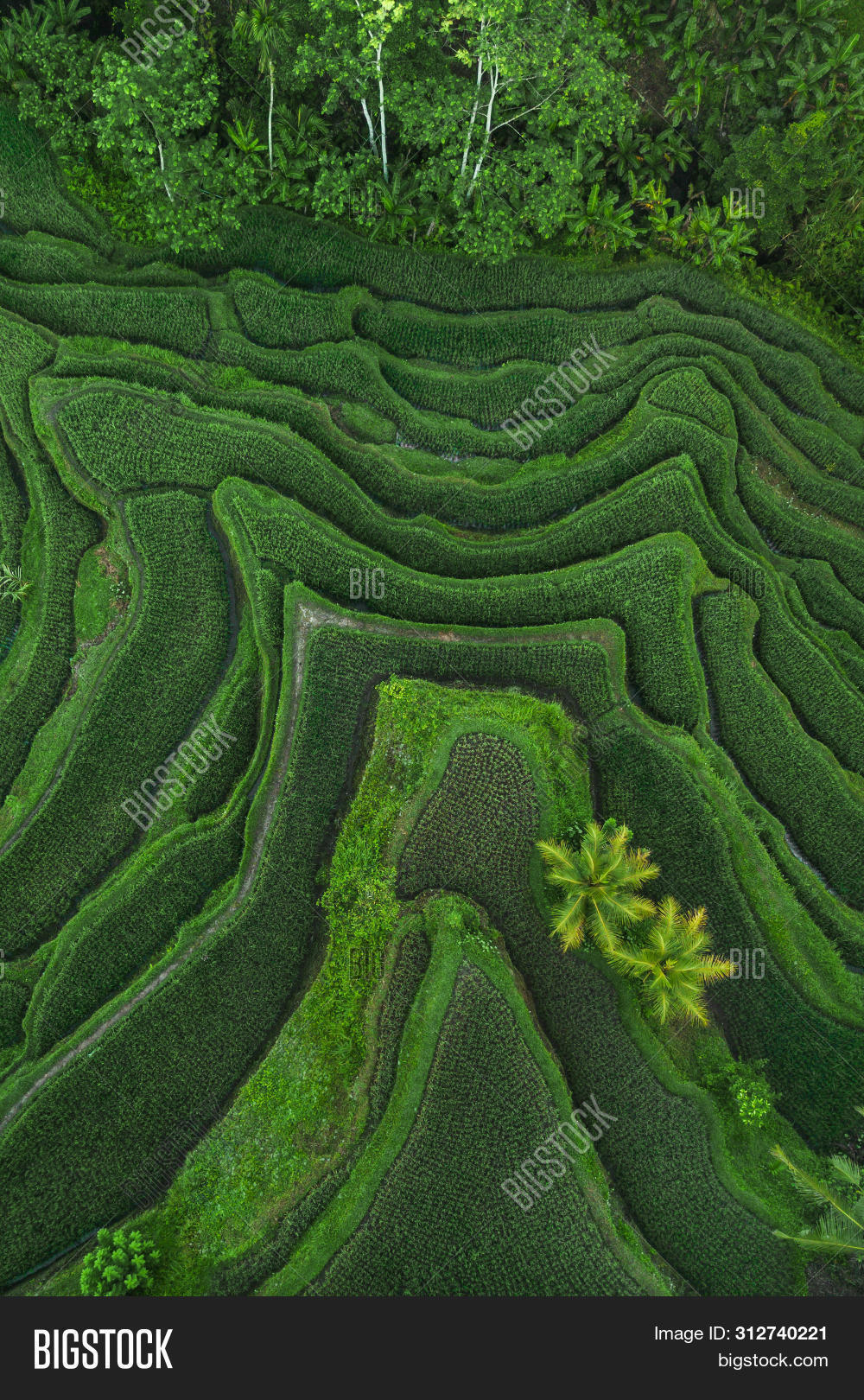 above,abstract,aerial,agriculture,asia,background,bali,cereal,china,color,concept,corn,drone,ecology,environment,farm,farmland,field,flat,geometric,grass,green,harvest,hill,indonesia,jatiluwih,land,landscape,line,local,nature,paddy,panorama,pattern,peace,plant,plantation,rice,row,shape,spring,tegallalang,terrace,texture,top,ubud,vietnam,view,village,wanderlust