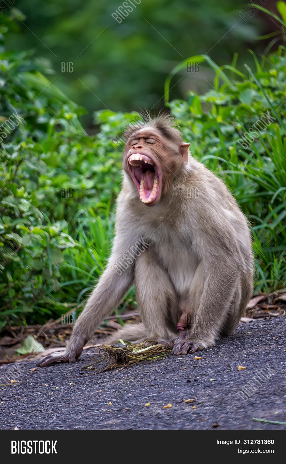 animal,ape,asia,asian,background,beautiful,branch,brown,cute,expression,face,family,forest,funny,fur,gray,green,hanuman,india,indian,jungle,kerala,kodaikanal,kotagiri,langur,little,look,macaque,mammal,monkey,nadu,national,natural,nature,ooty,outdoor,park,portrait,primate,sitting,tail,tamil,tamilnadu,tourism,tree,tropical,wild,wildlife,young