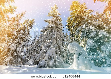 Snow Covered Pine Trees And Falling Snow In Mountain Forest In Sunny ...