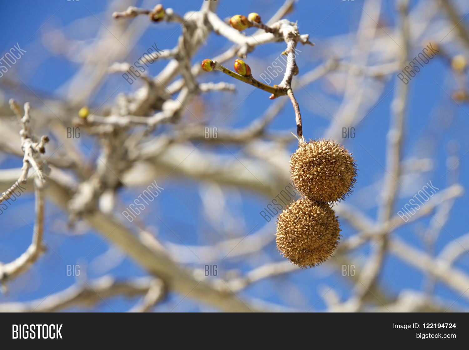 abstract,american,angiosperms,autumn,background,ball,beautiful,blue,botany,branch,brown,buttonwood,color,colorful,detail,eudicots,fall,floral,garden,natural,nature,outdoor,planetree,plant,plantae,platanus,pod,proteales,round,season,seasonal,seed,sky,sycamore,texture,tree,weather