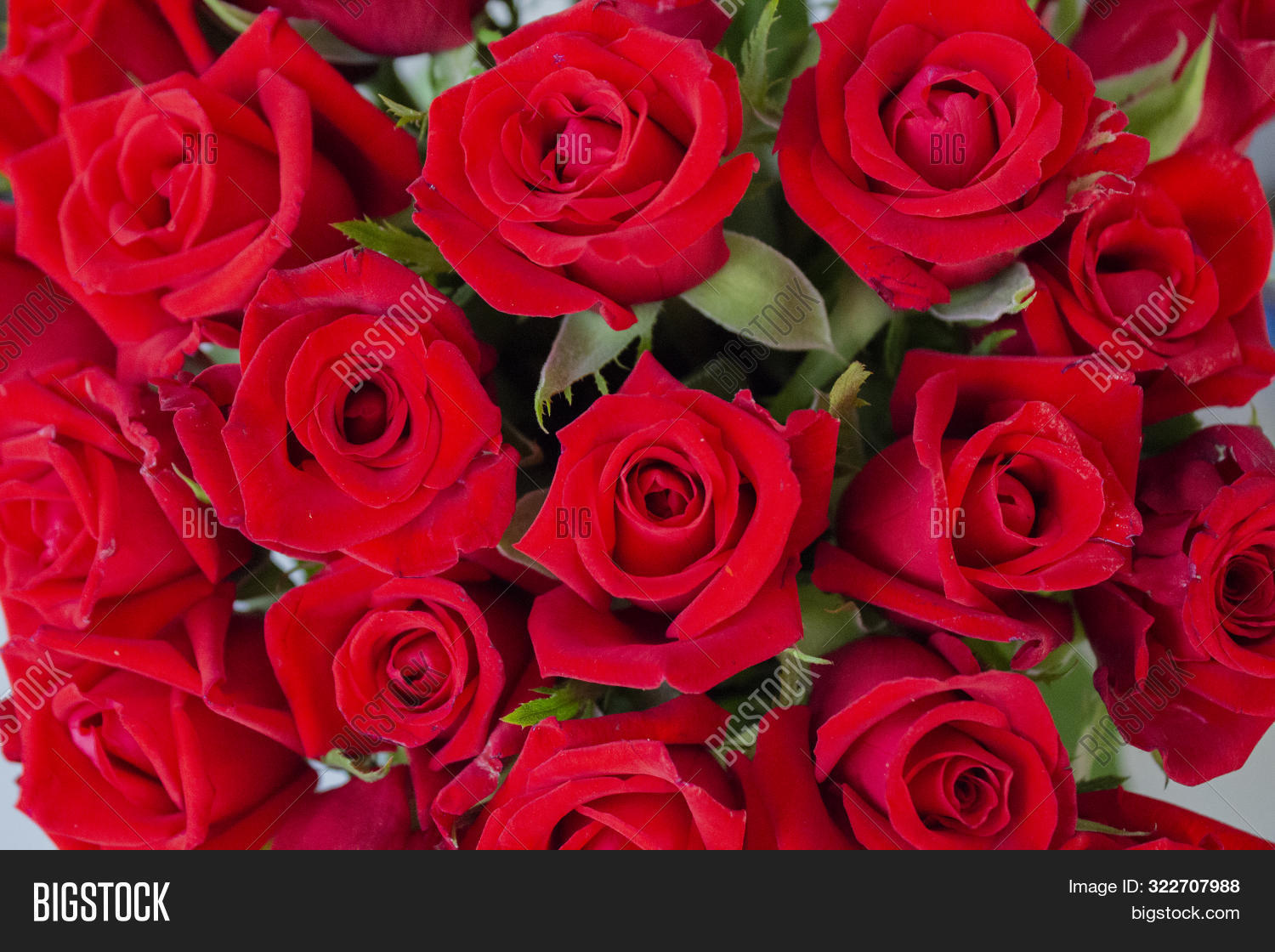 alloy,artistically,background,beautiful,beauty,border,botanical,bouquet,card,colorful-flower,concept,day,decoration,flowers,image,roses