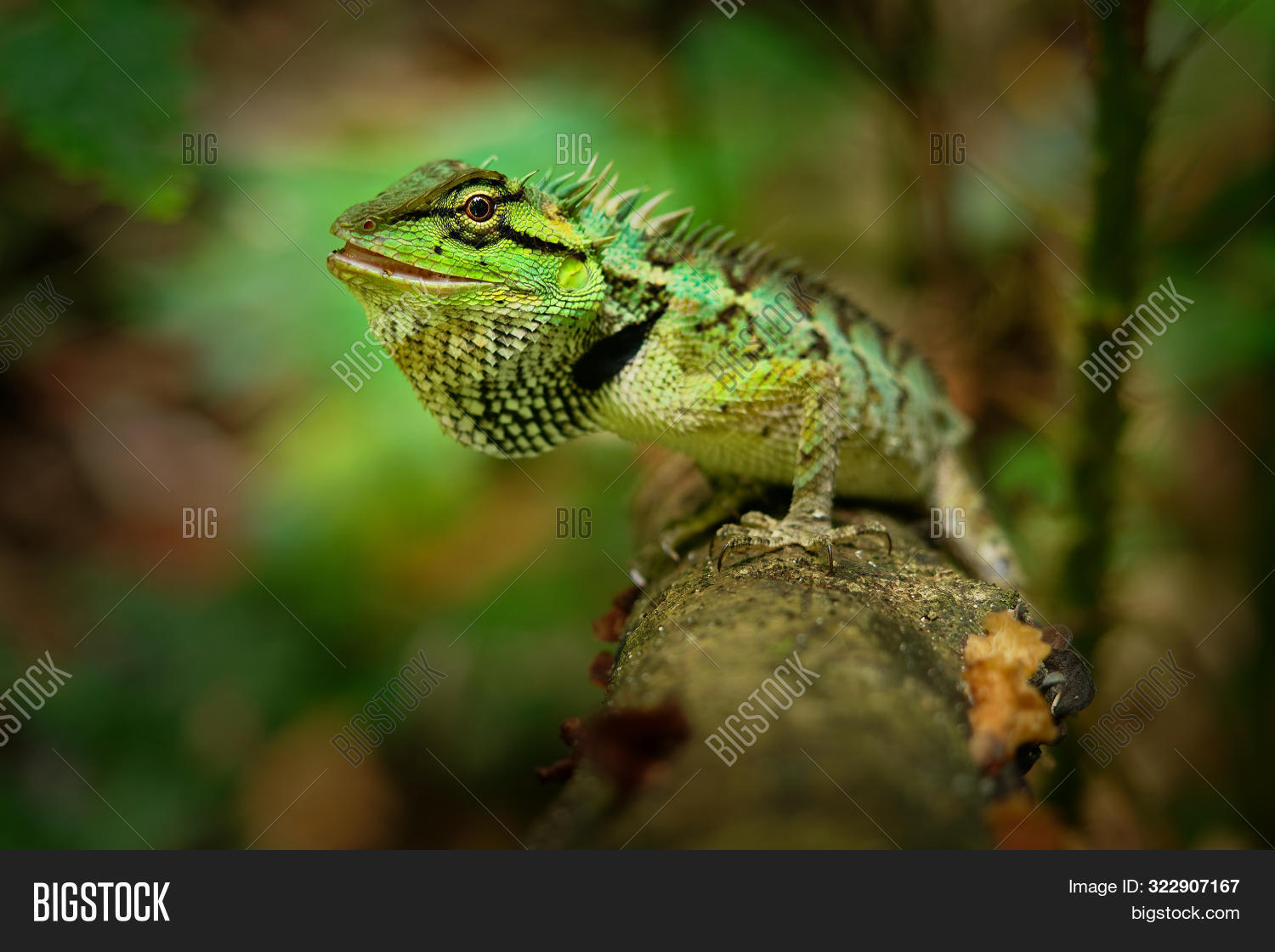 agamidae,animal,asia,asian,beautiful,brown,bush,calotes,camouflage,china,closeup,color,colorful,dragon,emma,eye,forest,grays,green,herpetology,jungle,khao,laos,lizard,looking,macro,malaysia,myanmar,natural,nature,outdoor,park,rainforest,reptile,reptilian,sh,skin,sok,thai,thailand,tree,tropical,vietnam,wild,wildlife,wood