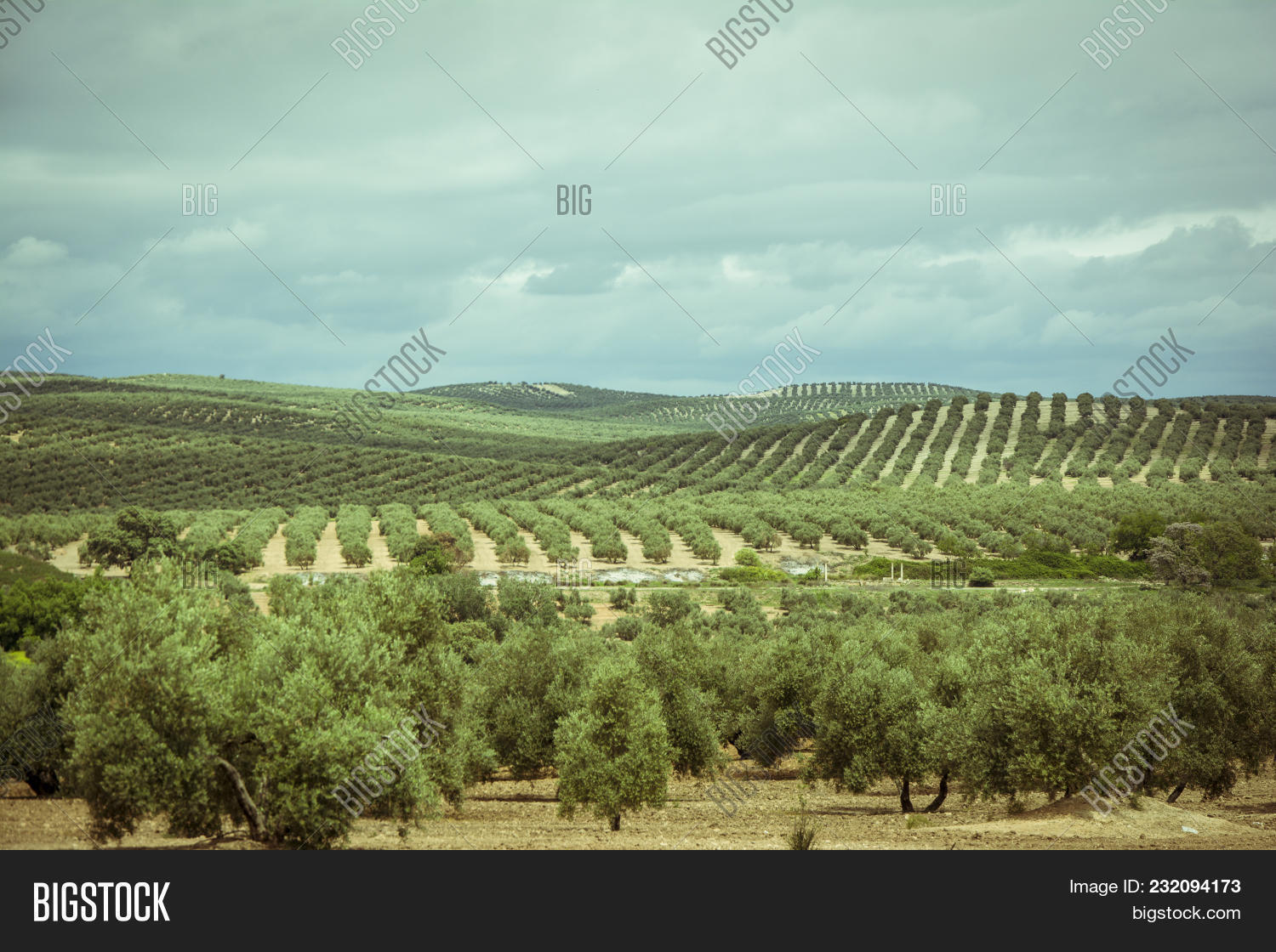 agricultural,agriculture,andalusia,andalusian,cloud,cloudy,country,countryside,europe,farm,field,green,grove,hill,jaen,land,landscape,mediterranean,mountain,nature,oil,olive,outdoor,plant,plantation,row,rural,scenery,scenic,spain,spanish,tree,view