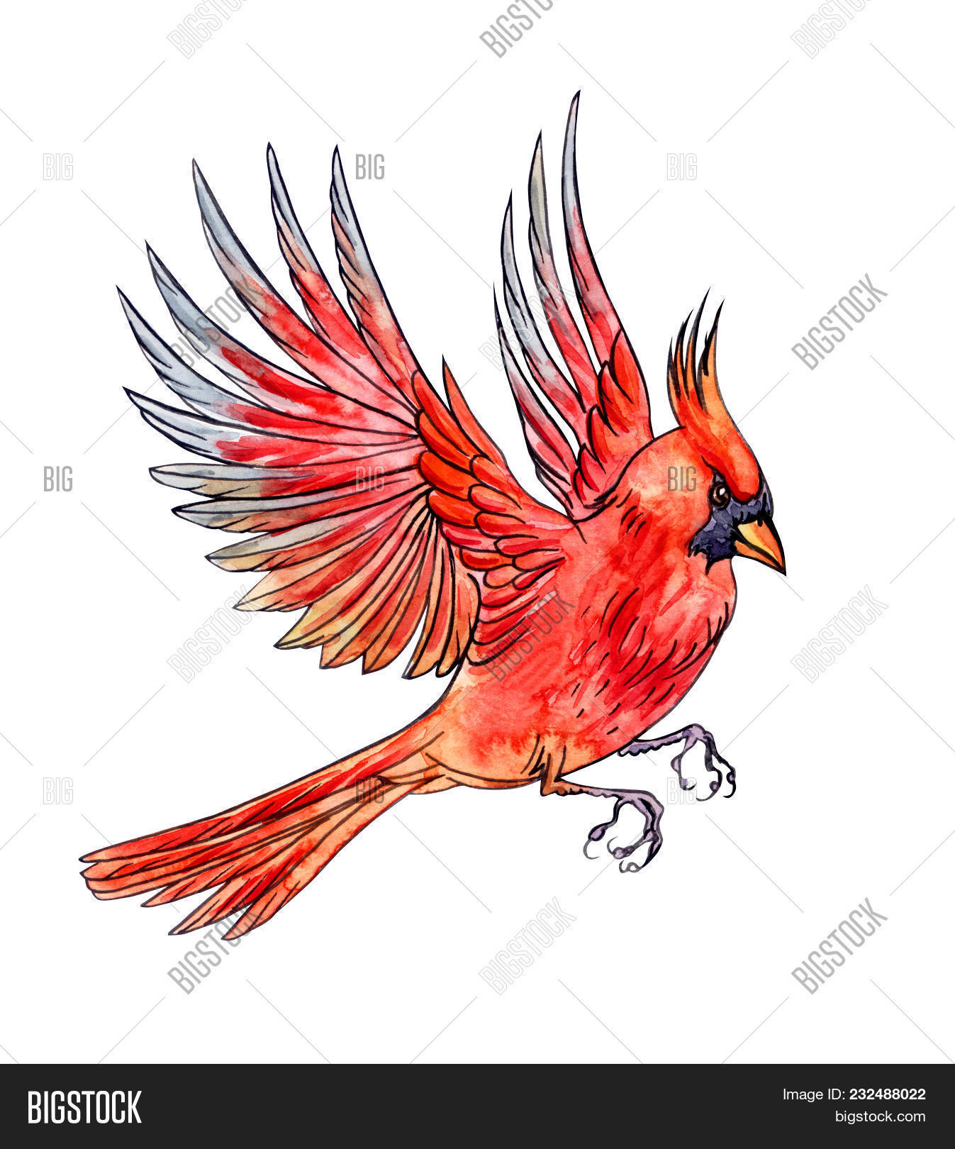 background,beautiful,bird,card,cardinal,christmas,colorful,drawing,drawn,fashion,feather,flight,fly,flying,freedom,hand,illustration,isolated,nature,northern,paint,red,sky,texture,watercolor,white,wild,wildlife,wings