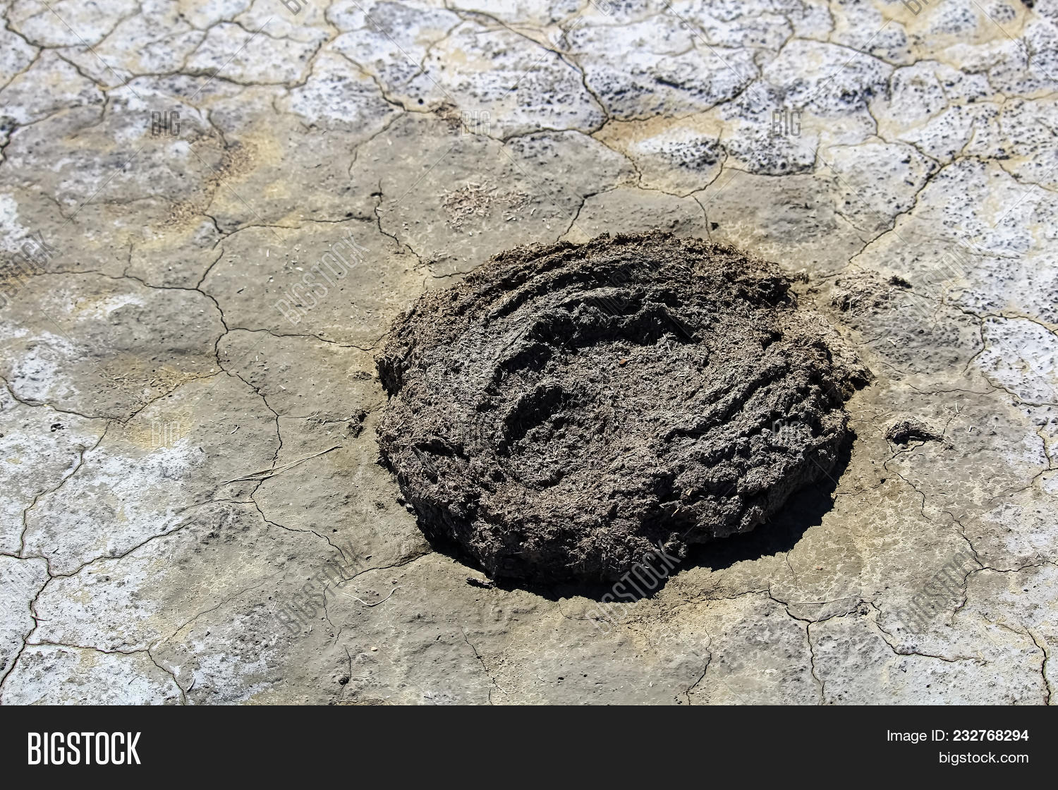 Alberta,Canada,animal,asian,bison,bovine,brown,buffalo,bulk,cow,cracked,dirty,dried,dry,dump,dung,earth,environment,excrement,farm,feces,fertilizer,flat,fresh,fuel,heap,mud,pond,poo,poop,ungulates