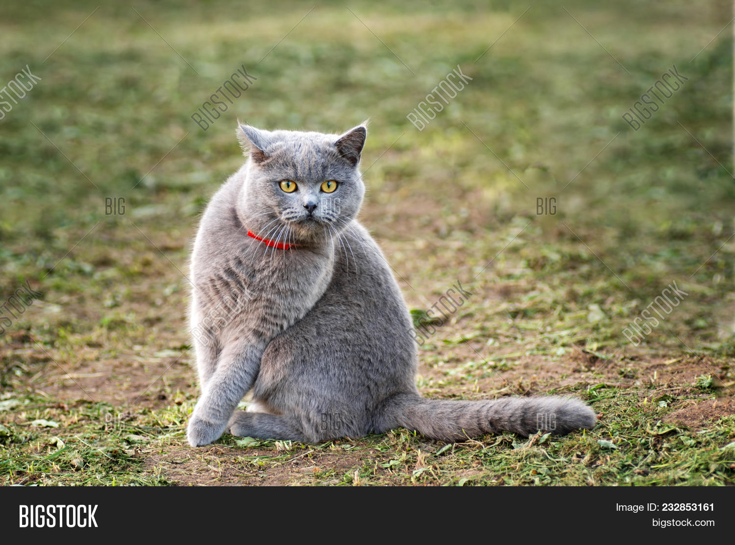 Cat Breed British Short Hair Is On Green Grass In Garden
