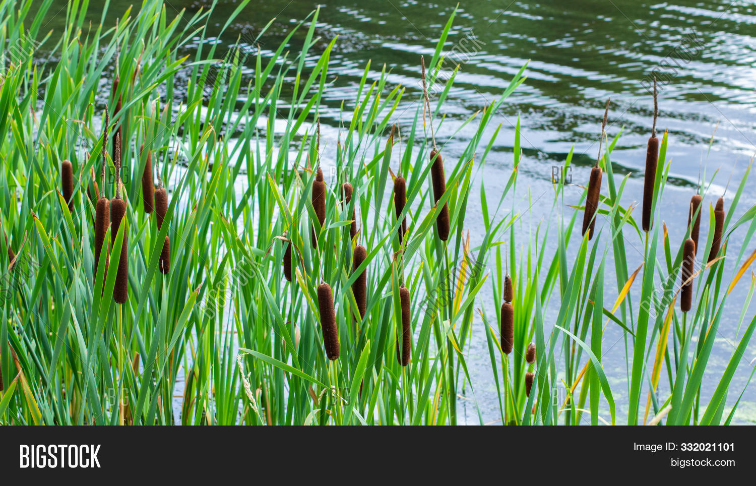 aquatic,autumn,backdrop,beautiful,branch,brown,bulrush,bush,cattail,coastal,coastline,ear,fresh,freshwater,grass,grassy,green,growing,heap,lake,landscape,leaf,leaves,natural,nature,plant,pond,reeds,ripe,river,rural,rustic,seeds,spike,stem,surface,testis,wallpaper,wet,wild,zone