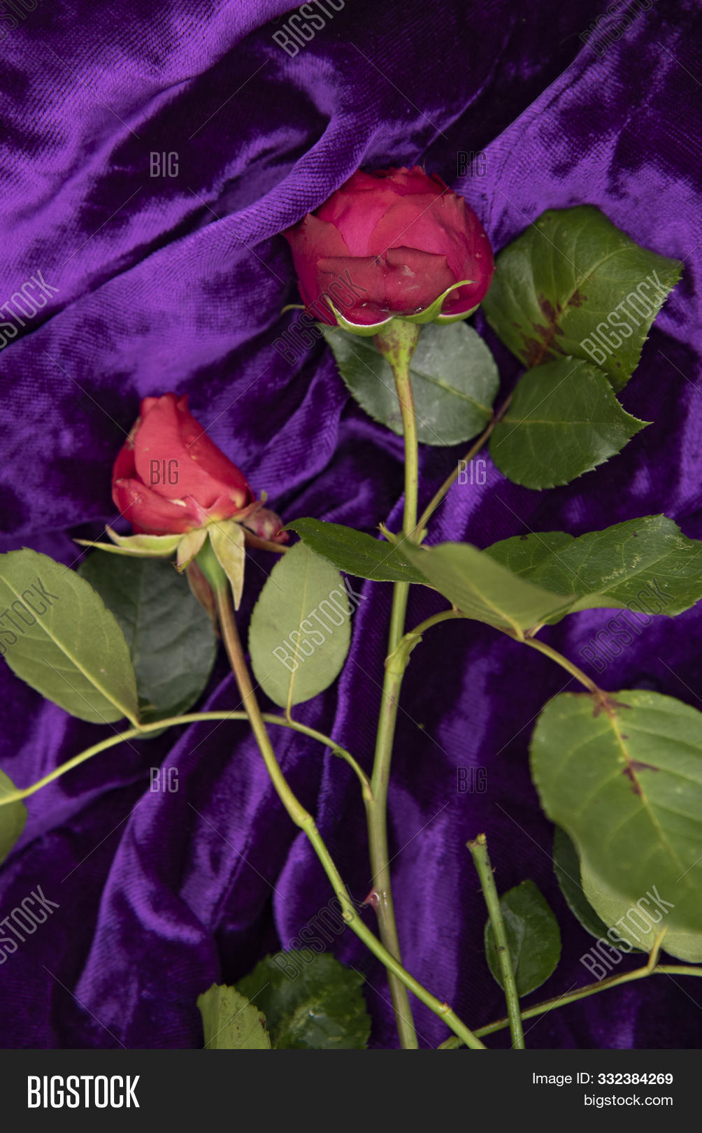 Bud,Wake,affection,anniversary,background,beautiful,birth,celebration,crumple,dark,day,decoration,drape,drapery,edge,elegant,event,faceted,flower,fresh,funeral,gift,green,linen,lines,lonely,luxury,marriage,nature,ornament,petal,purple,red,romantic,rose,sadness,shiny,soft,stones,textile,texture,valentines,velvet,wavy,wedding,wrinkled,yellow