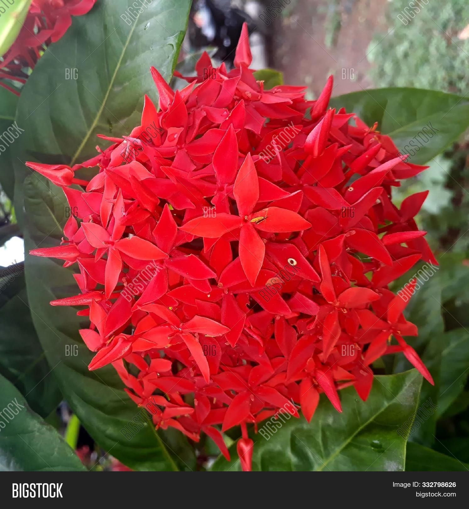 background,beauty,bengal,flower,india,indian,ixora,leaves,look,natural,nature,of,round,shape,view,west
