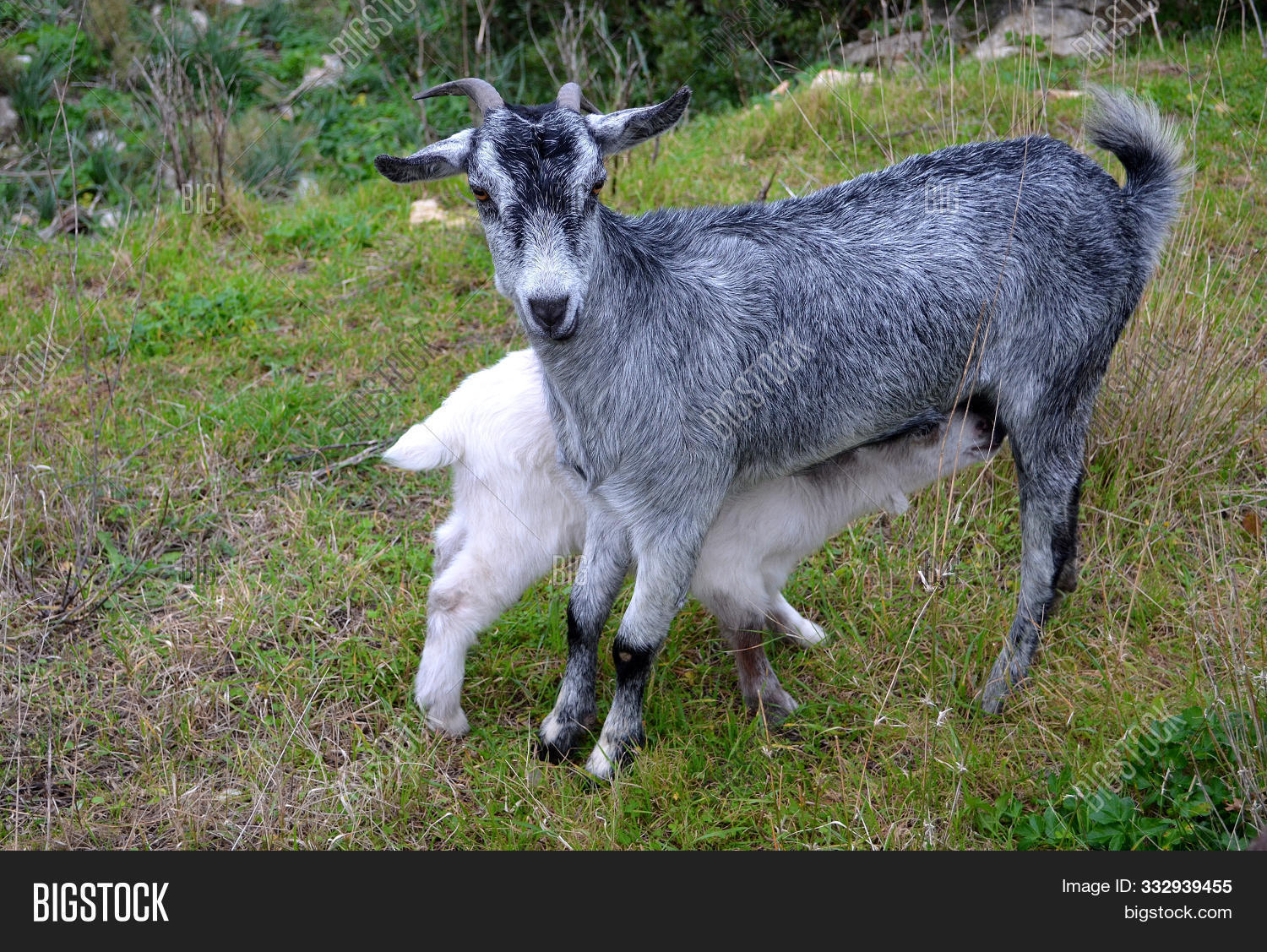 agricultura,amamantar,animal,blanco,cabra,cabrito,campa,chacras,chivo,choto,ciervo,cornudo,cuca,cuerno,de,dehesa,domestica,fauna,joven,lactancia,leche,mamífero,naturaleza,pelaje,verano,verde