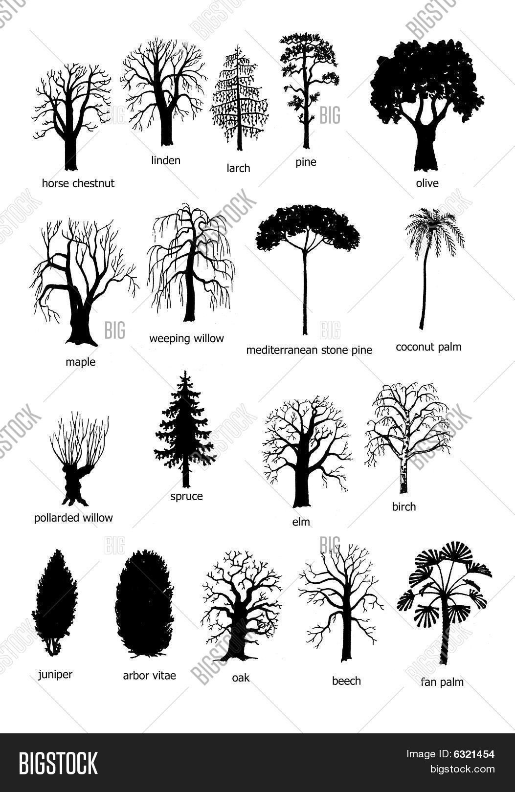 5 Different Types Of Trees