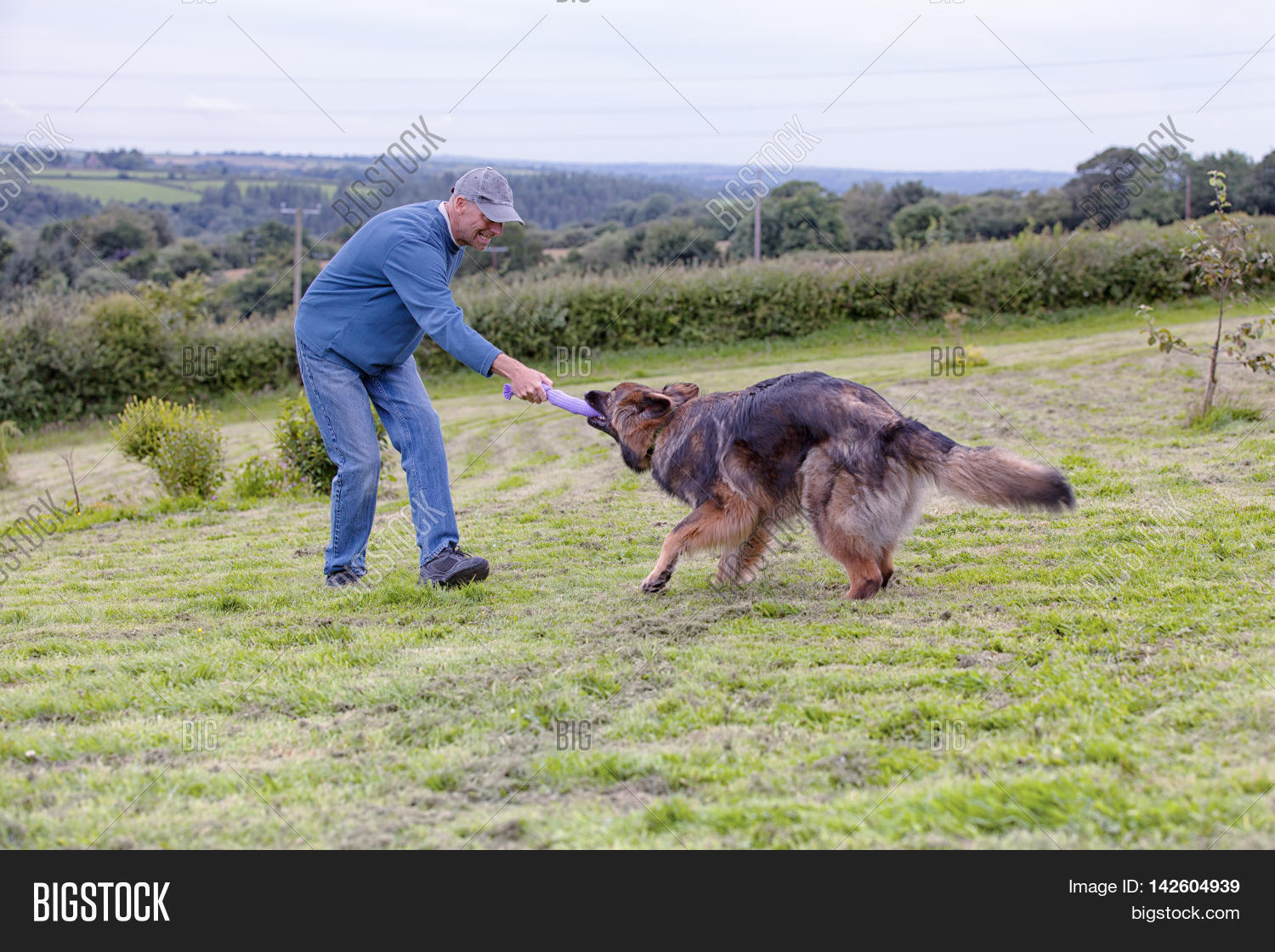german shepherd tug of war