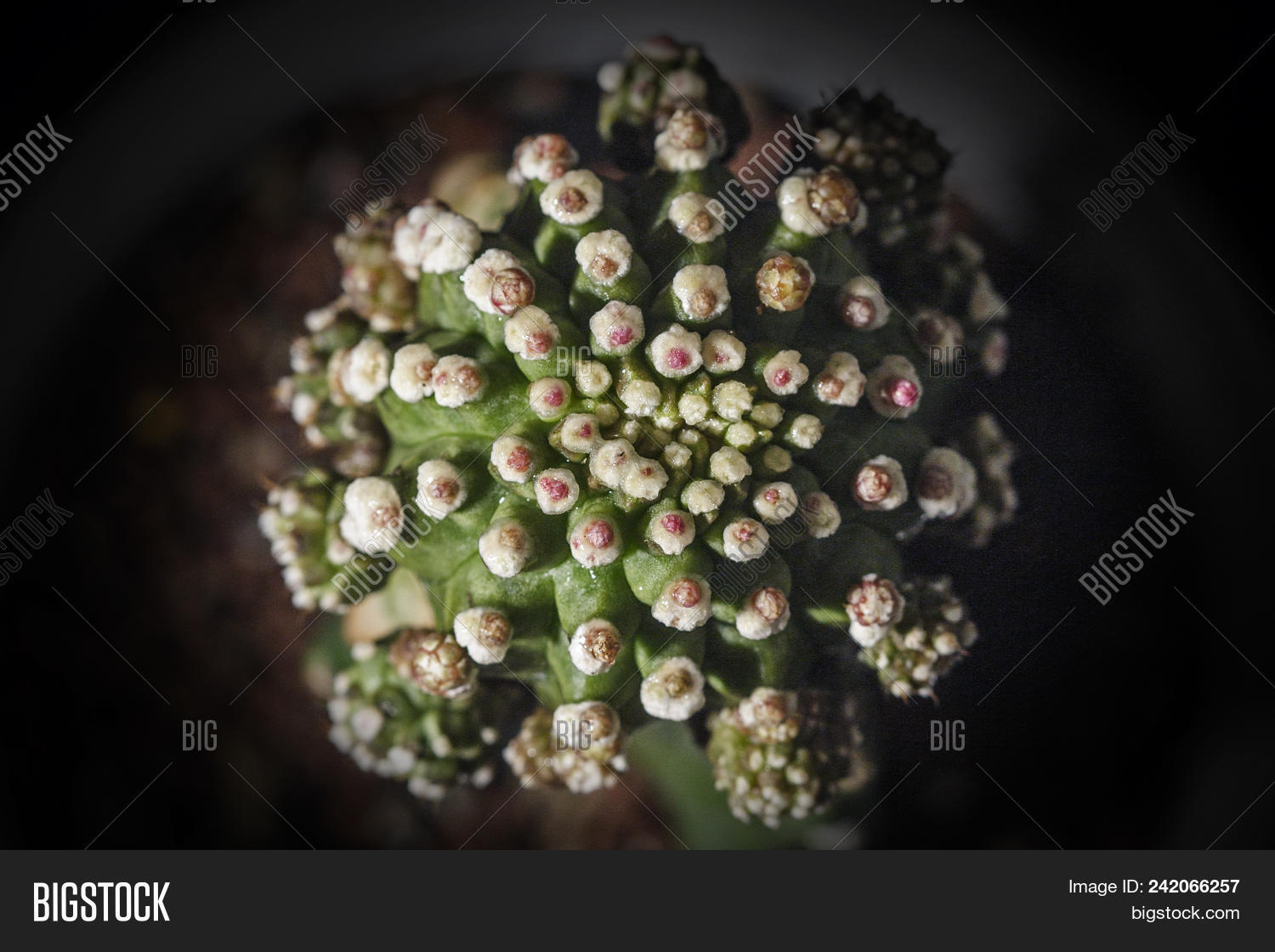 background,beautiful,beauty,botany,cactus,closeup,color,decoration,desert,flower,garden,green,grow,gymnocalycium,mihanovichii,natural,nature,outdoor,pink,plant,red,small,succulent,summer,texture,thorn,tree,variegata