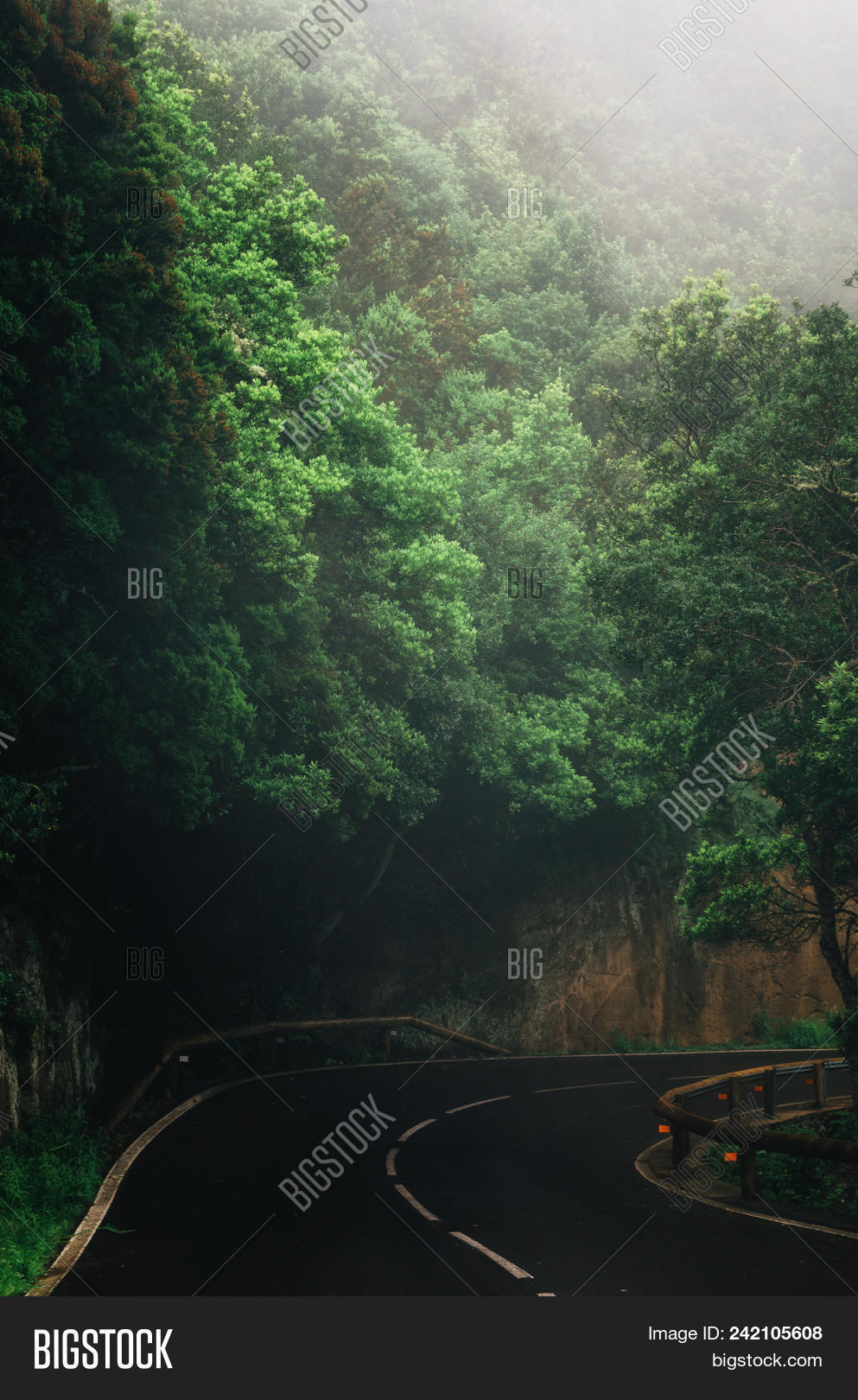 anaga,ancient,background,beautiful,canary,destination,environment,europe,exotic,extreme,flora,fog,foliage,forest,green,island,jungle,landscape,laurel,leaf,mist,misty,moss,mountain,natural,nature,nobody,outdoor,park,path,road,roadtrip,rural,scene,scenic,spain,spring,tenerife,tourism,travel,tree,trip,tropical,trunk,vacation,view,wild,wood