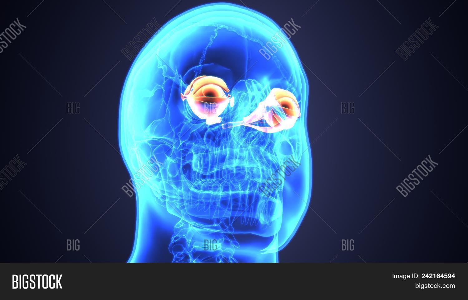 3d Illustration Of Human Eye Anatomy Diagram Eyeball Diagram Image Stock Photo 242164594