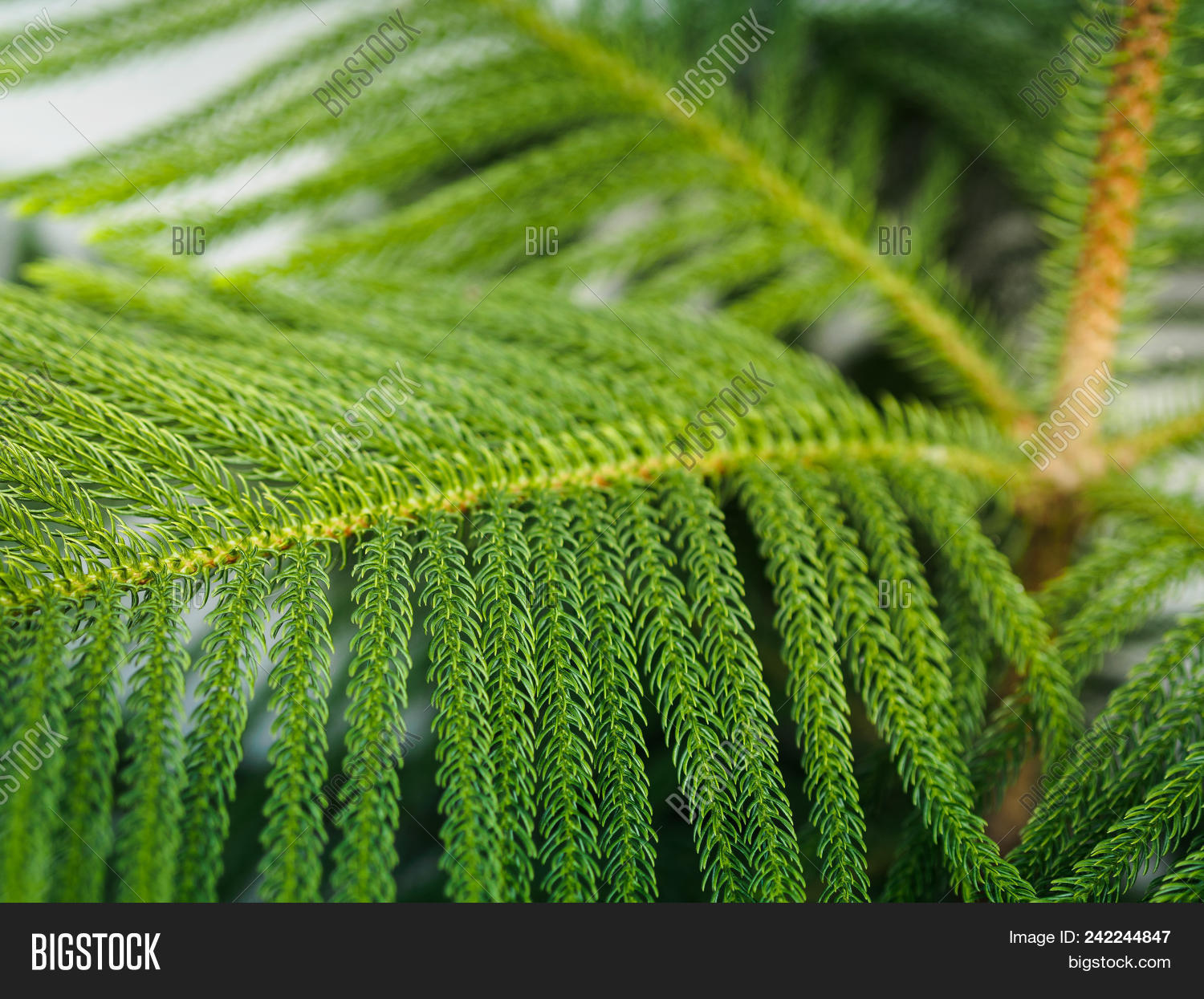 Araucaria Heterophylla Norfolk Island Pine Nature Background