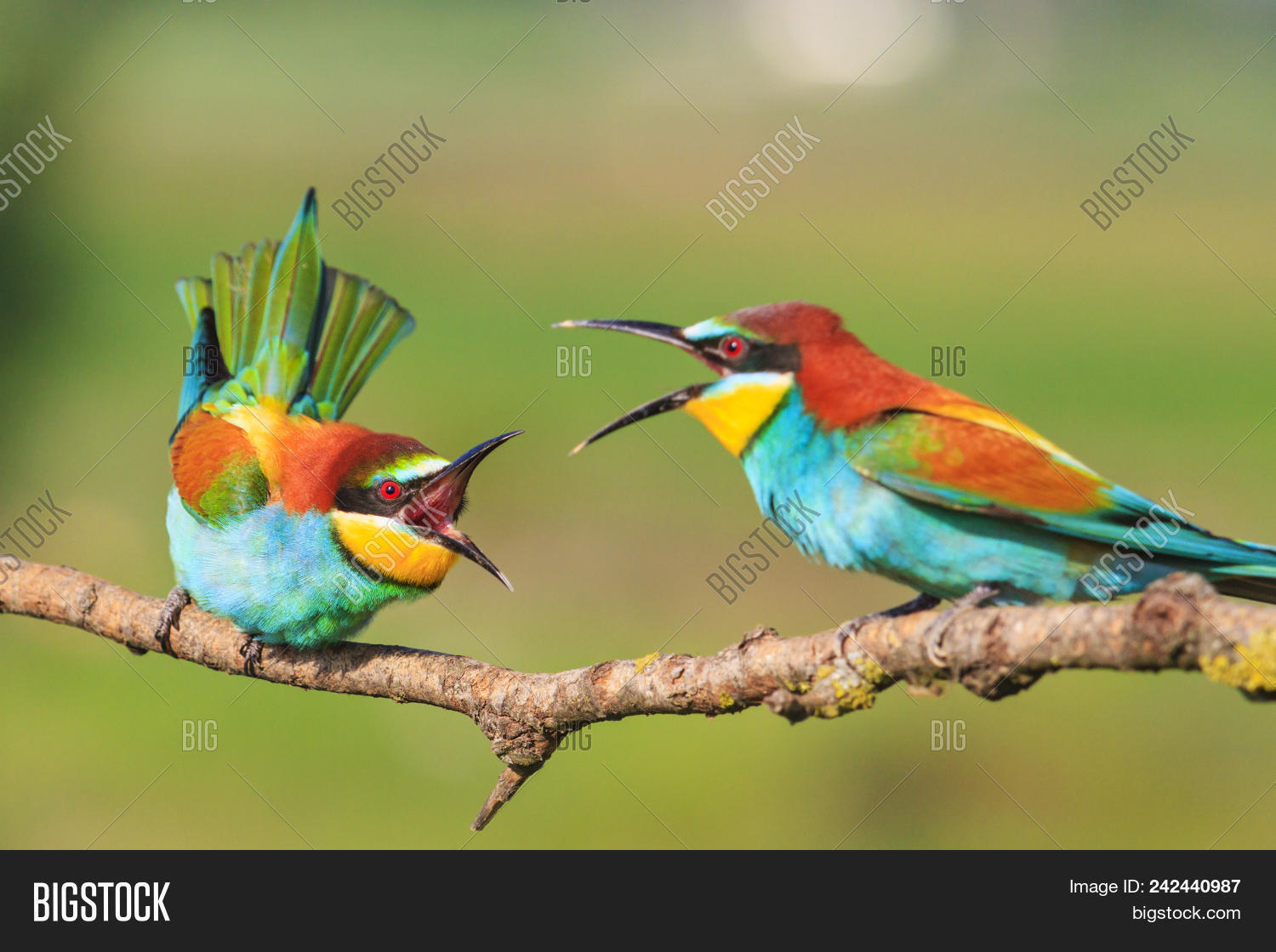 Brawl Of Beautiful Birds With Long Beaks, Natural Design, Unique