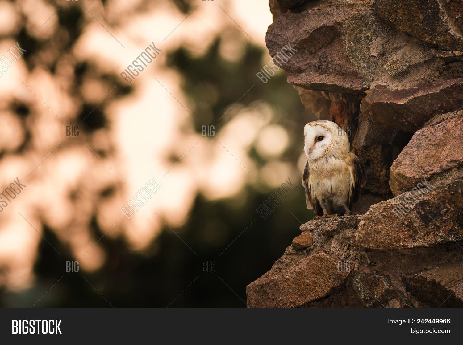 Barn Owl Tyto Alba Sitting On A Wall Beautiful Night Predator