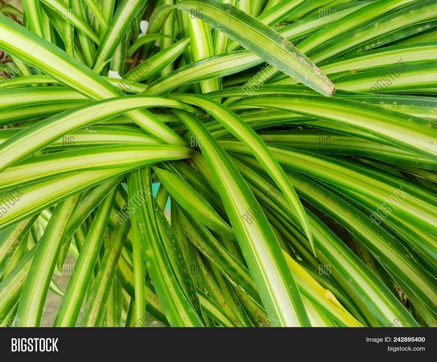Top View Of Leaves Spider Plant As A Background Natural Green